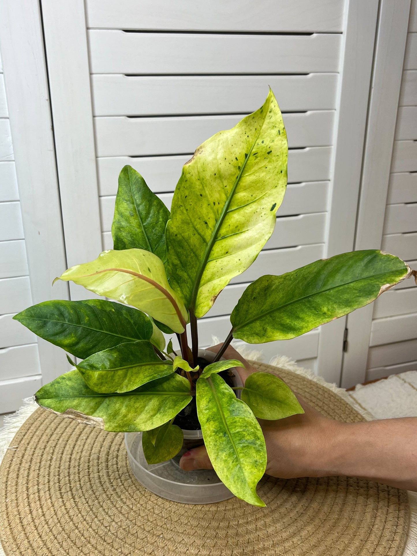 Anthurium Hookeri Variegated (8)