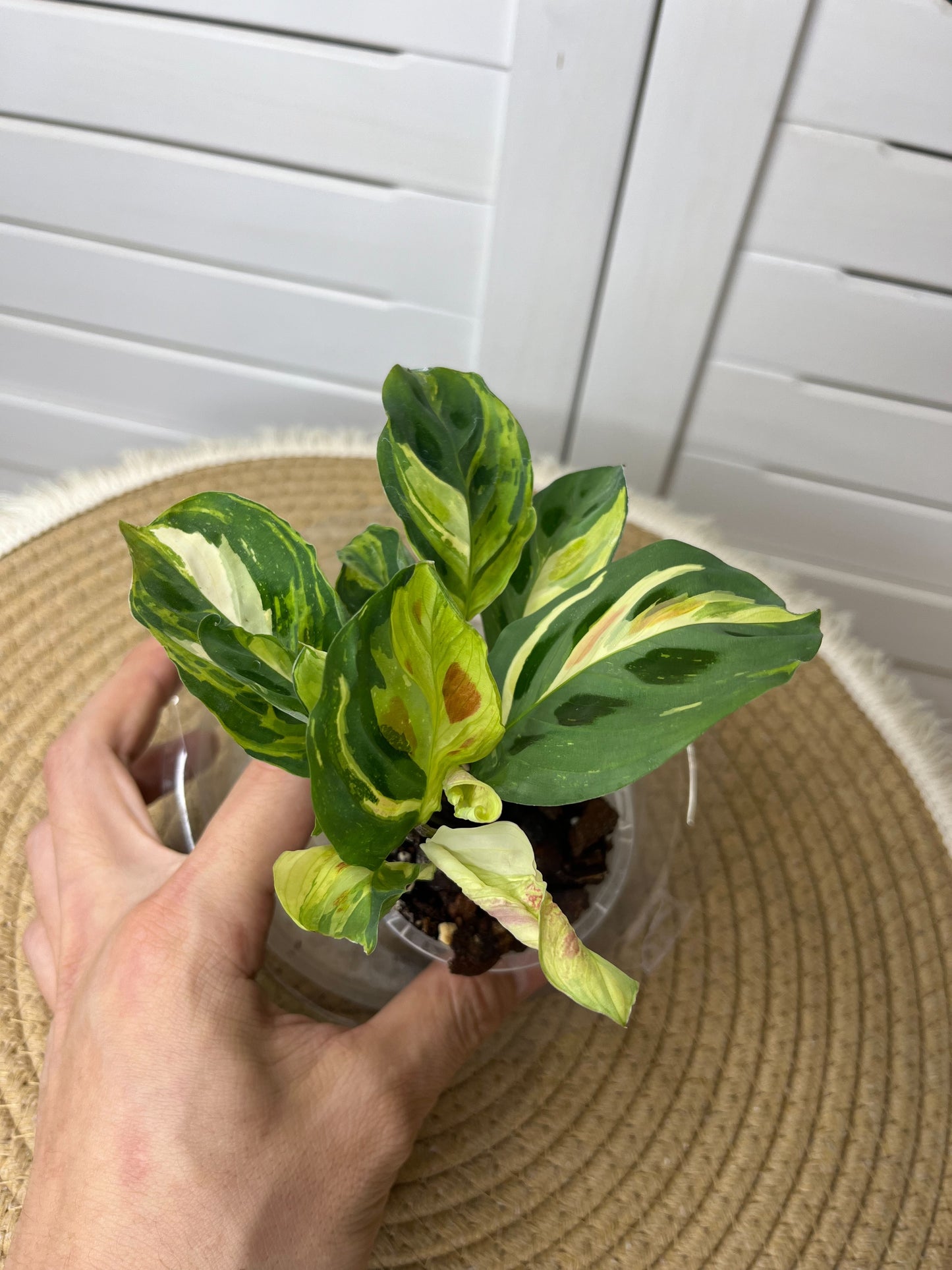 Maranta Variegated (Prayer Plant) 8