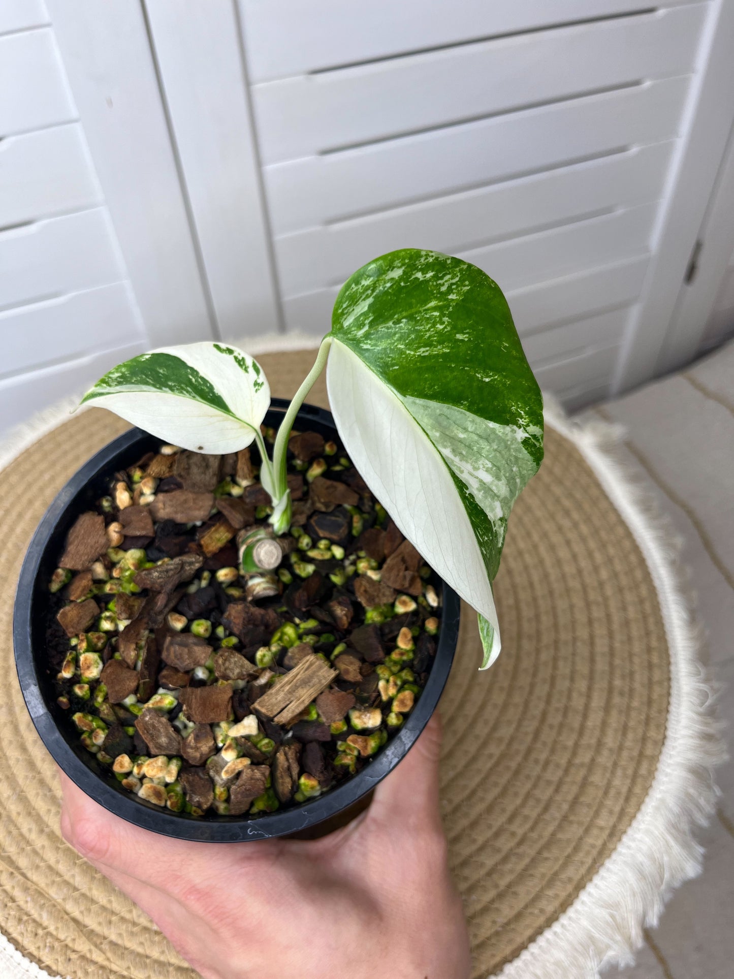 Monstera Borsigiana Albo Variegated 8 (Small)