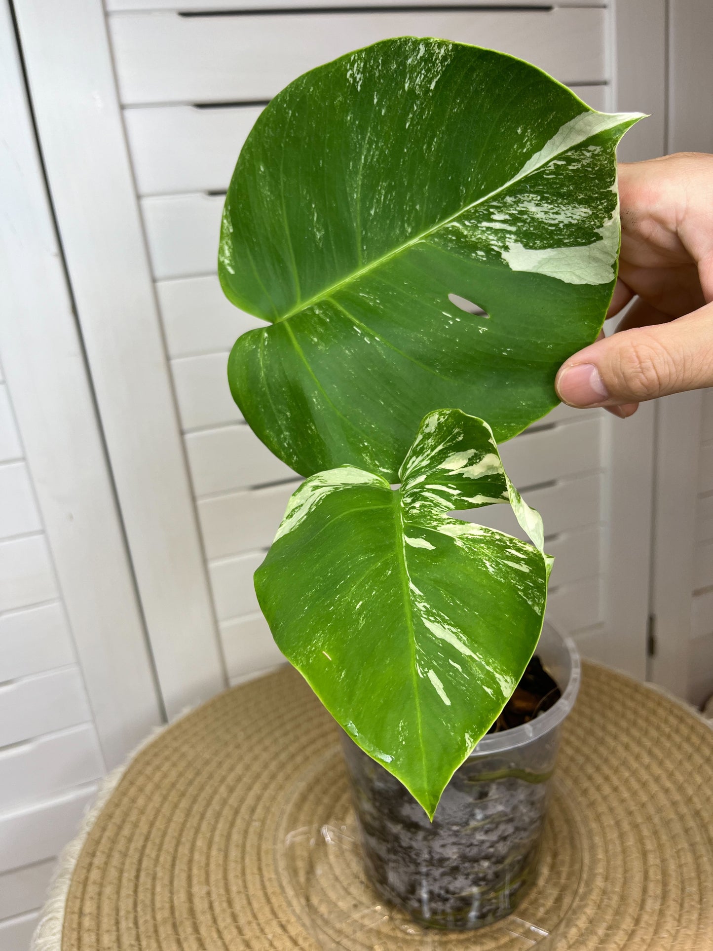 Monstera Borsigiana Albo Variegated 8