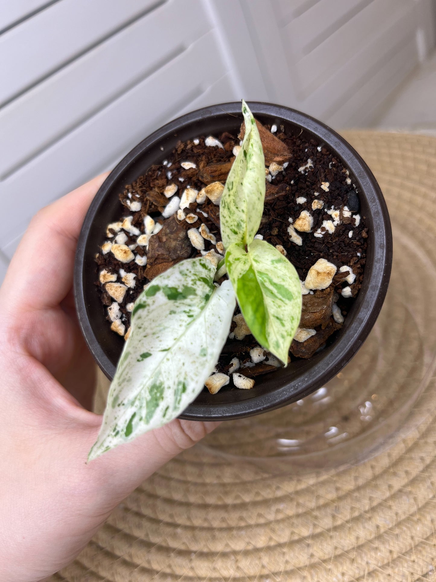 Epipremnum Pinnatum Marble (8)