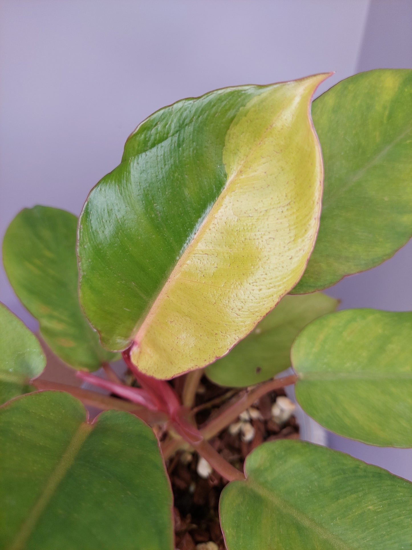 Philodendron Jungle Fever Variegated 1