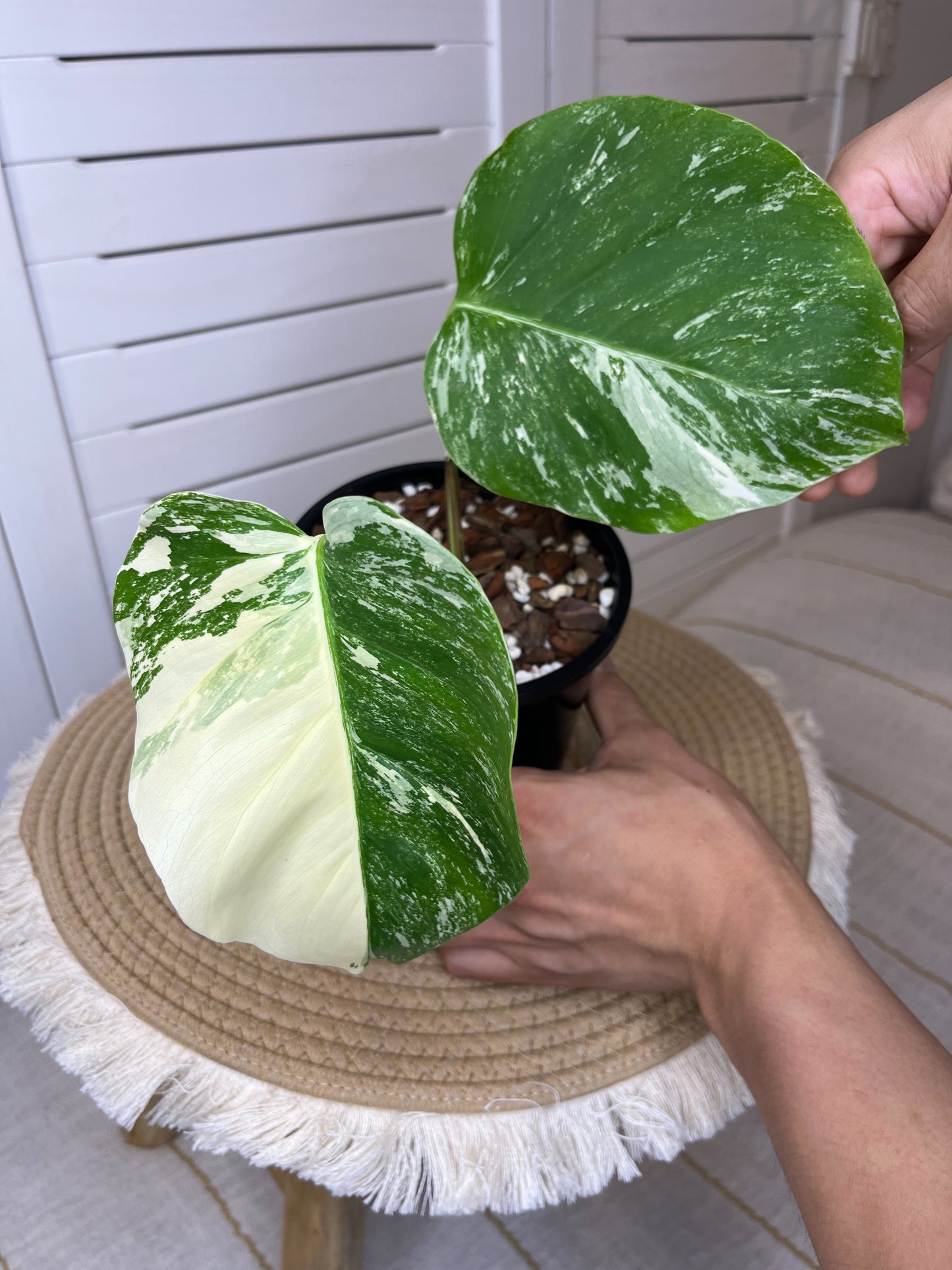 Monstera Borsigiana Albo Variegated (9)