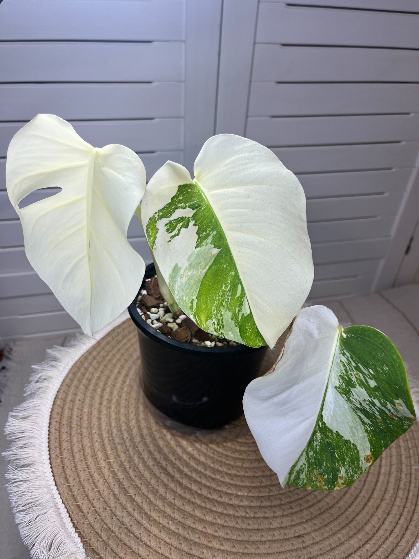 Monstera Borsigiana Albo Variegated #A