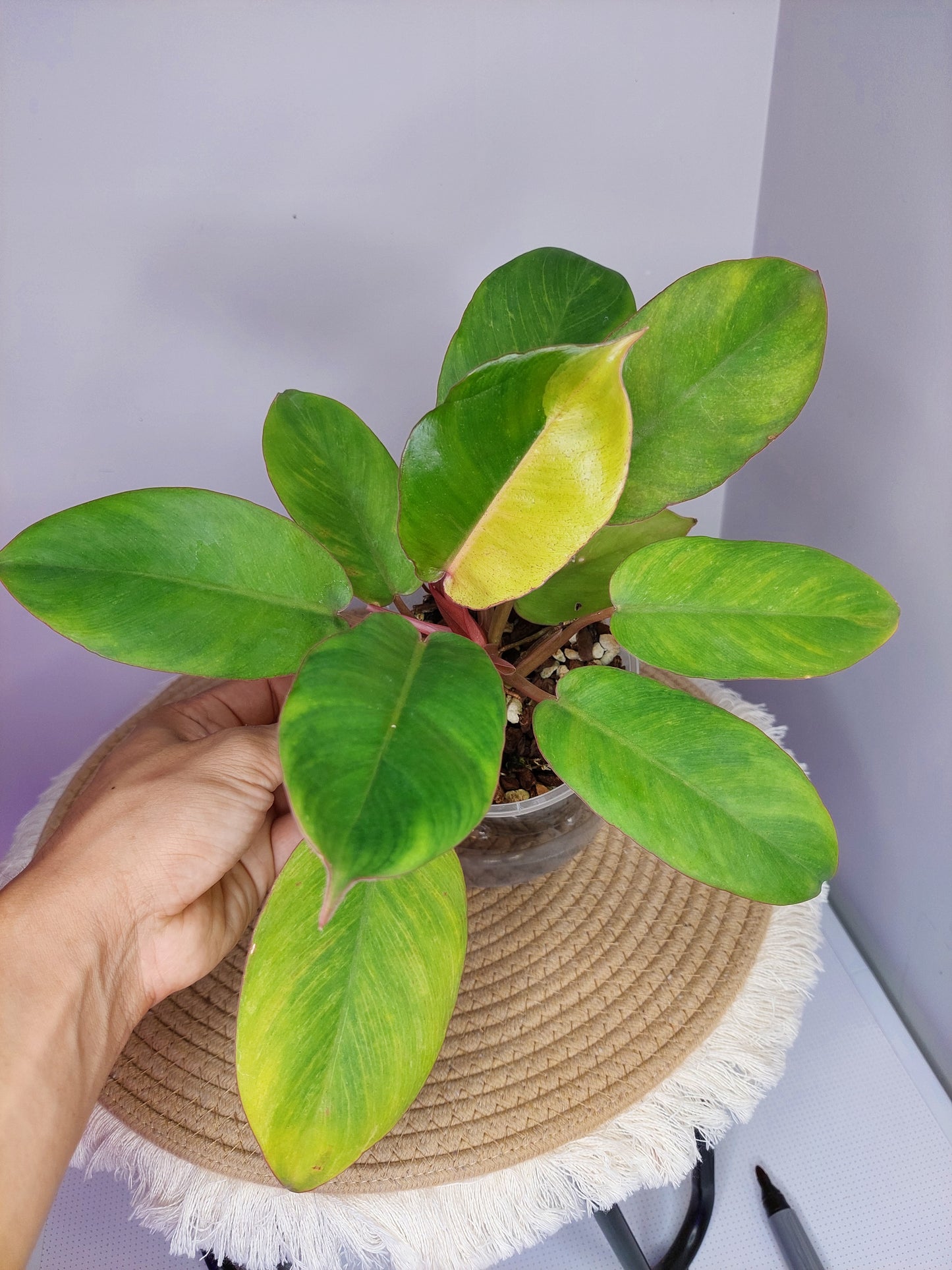 Philodendron Jungle Fever Variegated 1