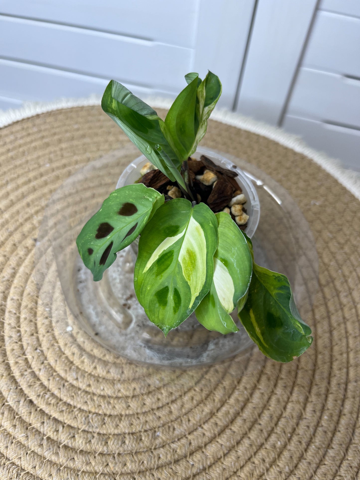Maranta Variegated (Prayer Plant) 9
