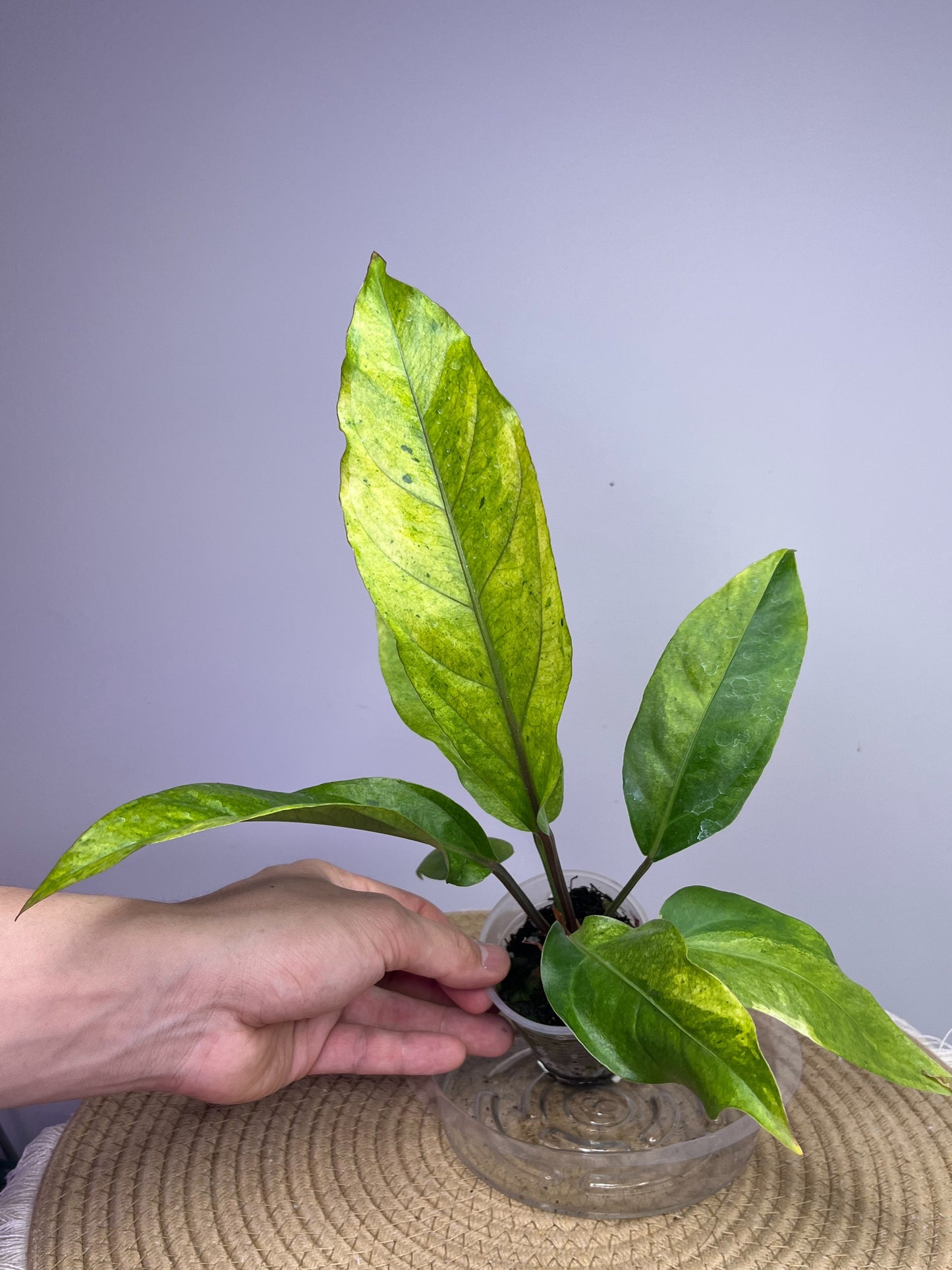 Anthurium Hookeri Variegated 9