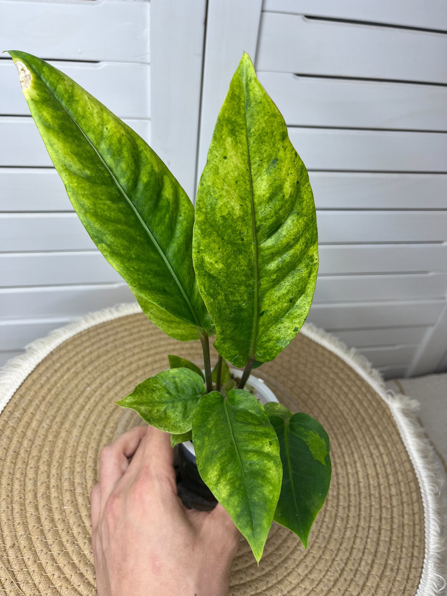 Anthurium Hookeri Variegated 9