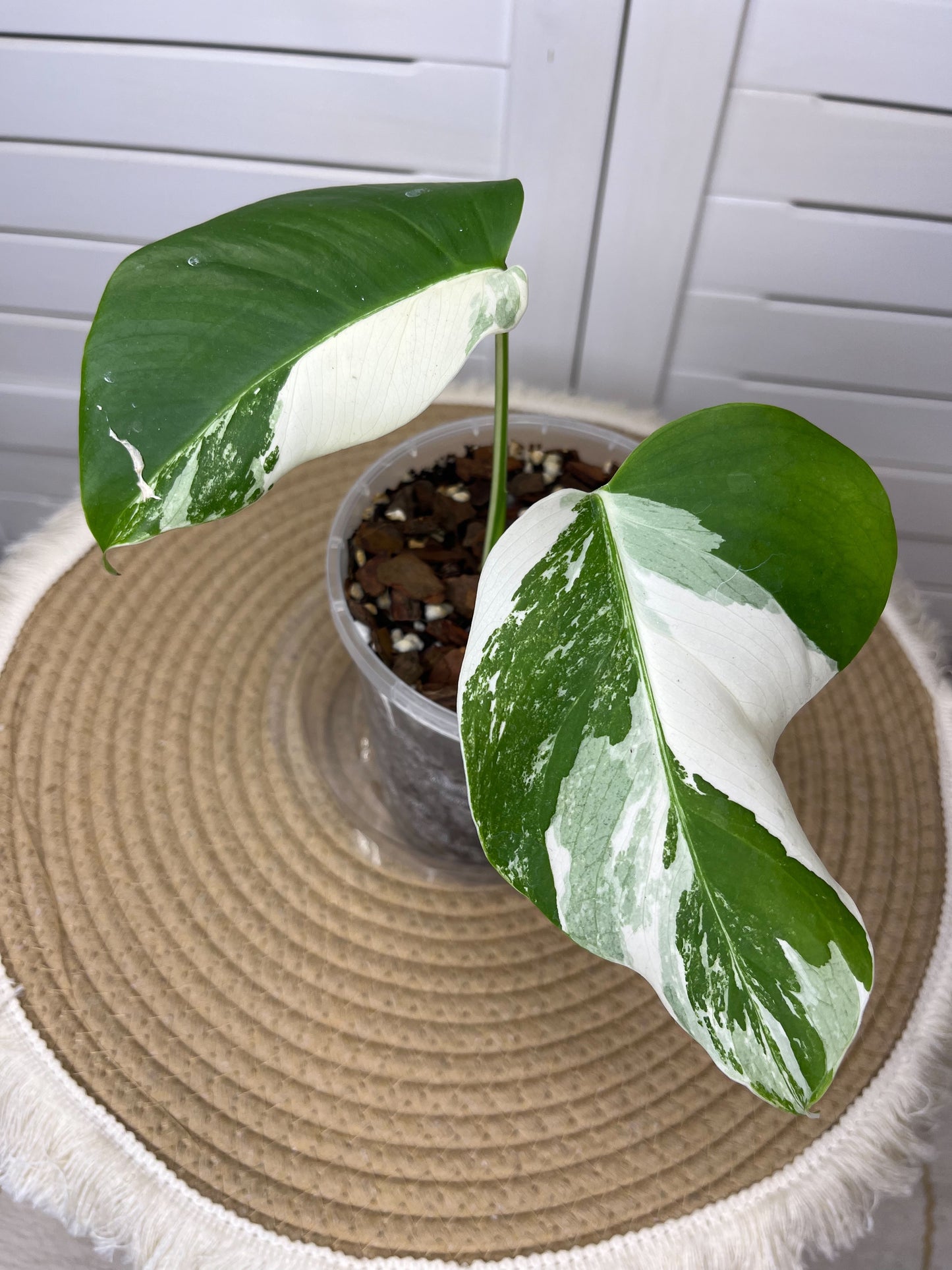 Monstera Borsigiana Albo Variegated 9