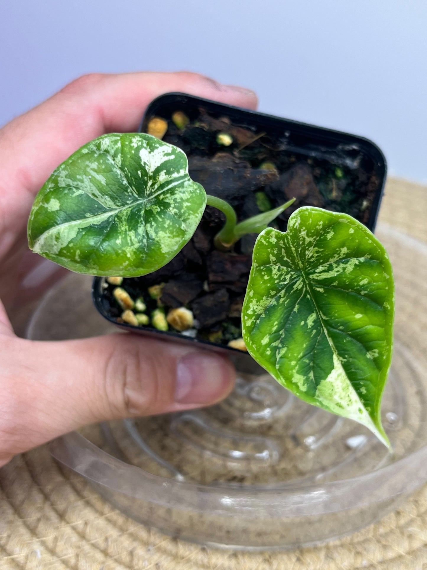 Alocasia Dragon Scale Mint Variegated pup 1