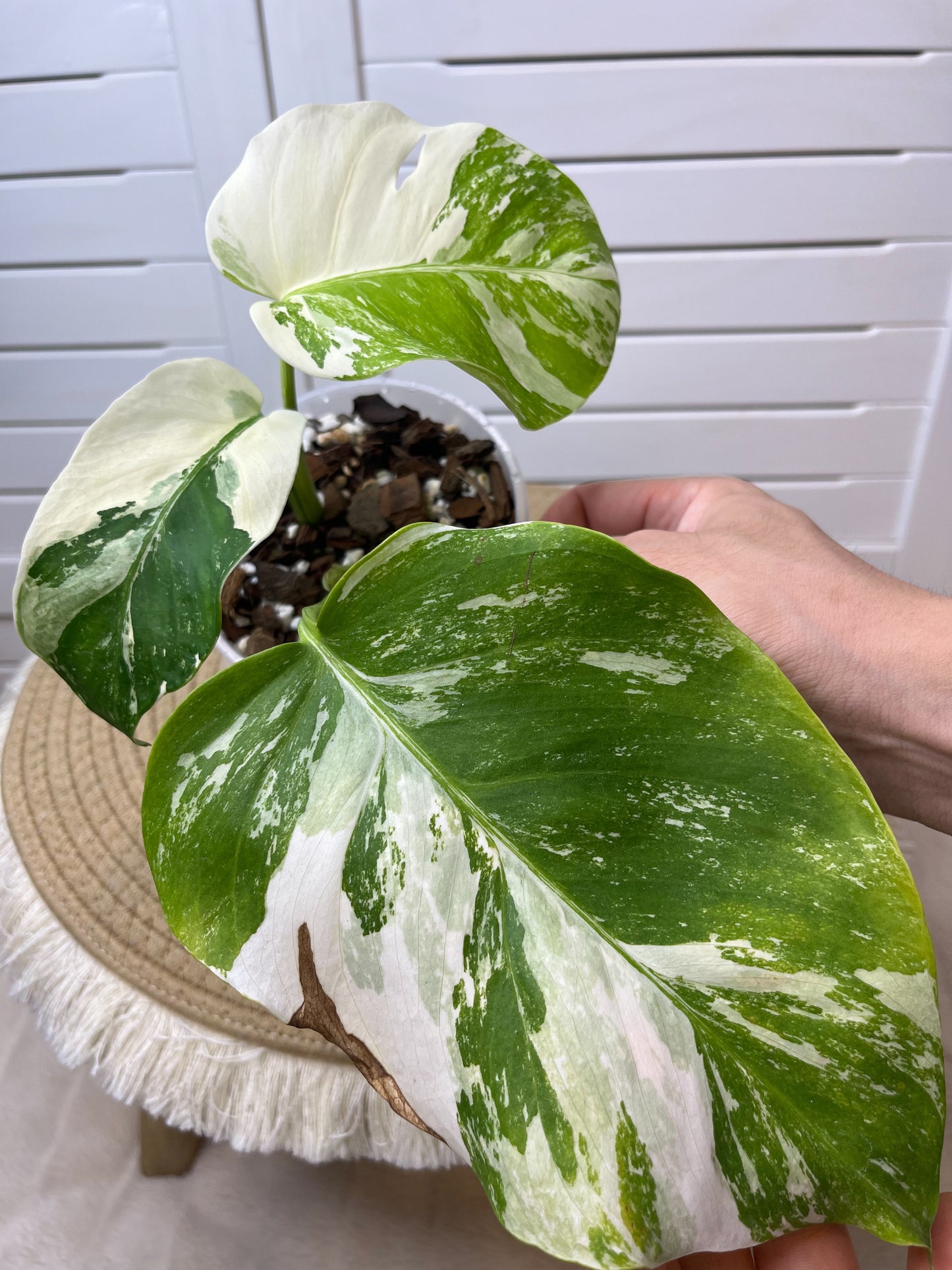 Monstera Borsigiana Albo Variegated I