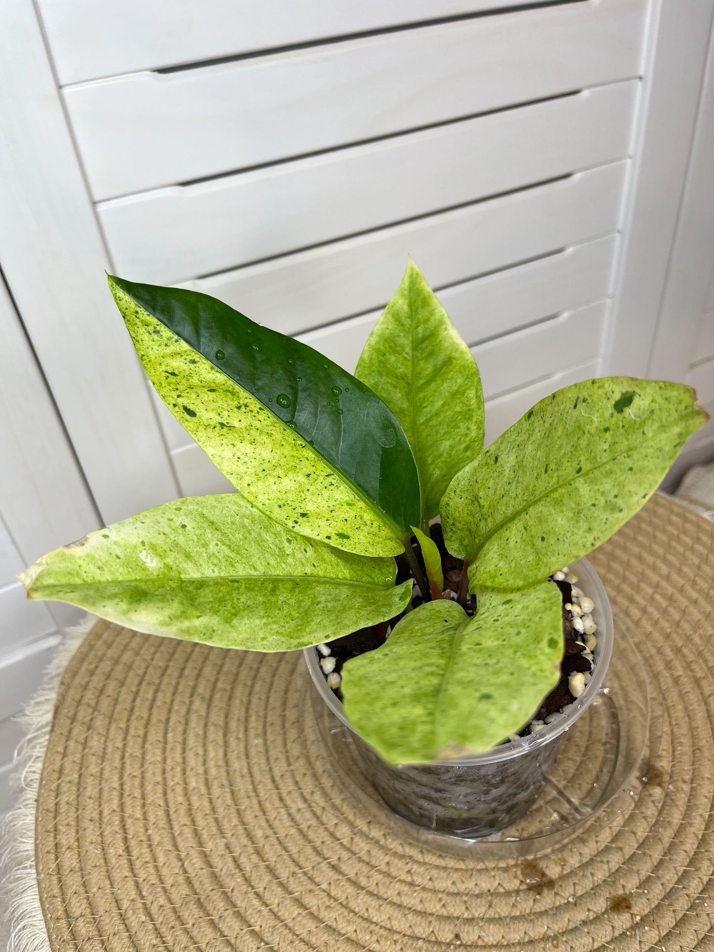 Anthurium Hookeri Variegated 9