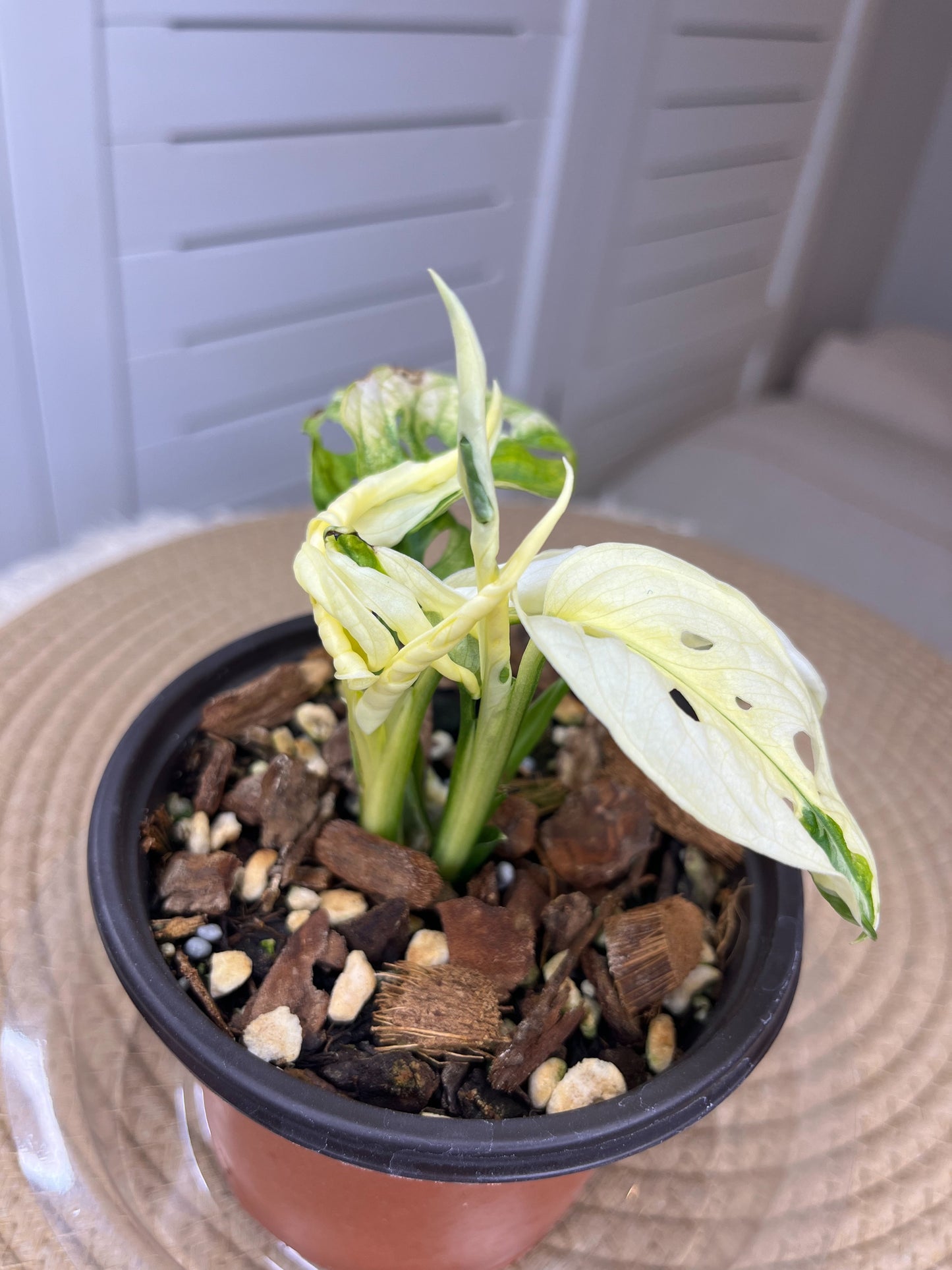 Monstera Monkey Mask(Adansonii) Highly Variegated #A
