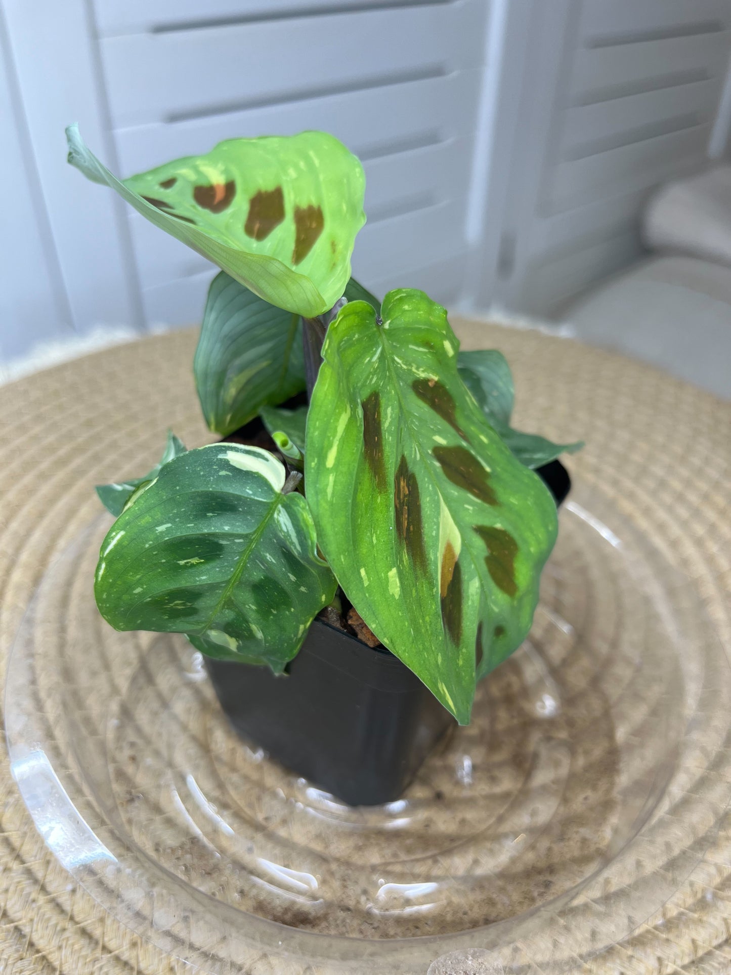 Prayer Plant(Maranta) Variegated #A
