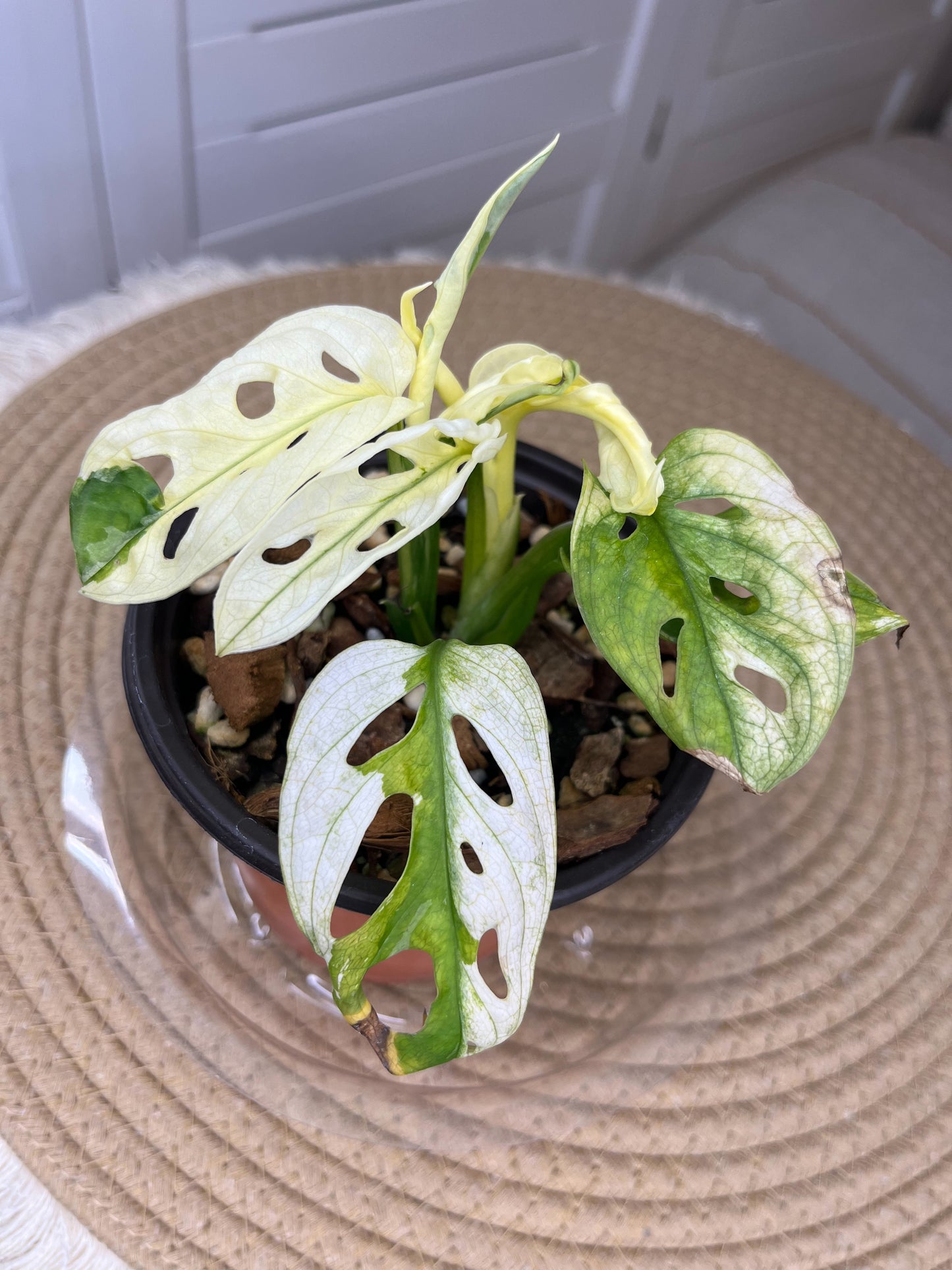 Monstera Monkey Mask(Adansonii) Highly Variegated #A