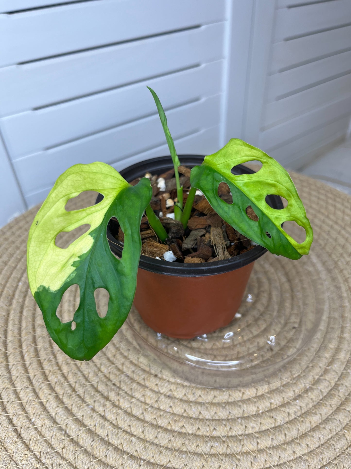 Monstera Monkey Mask(Adansonii) *Aurea Variegated (1)