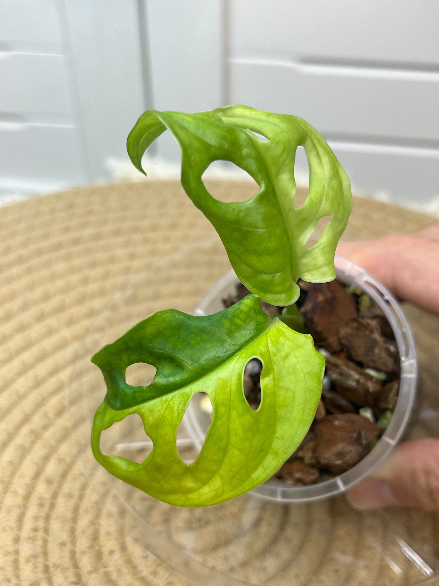 Monstera Monkey Mask(Adansonii) Aurea Variegated -1