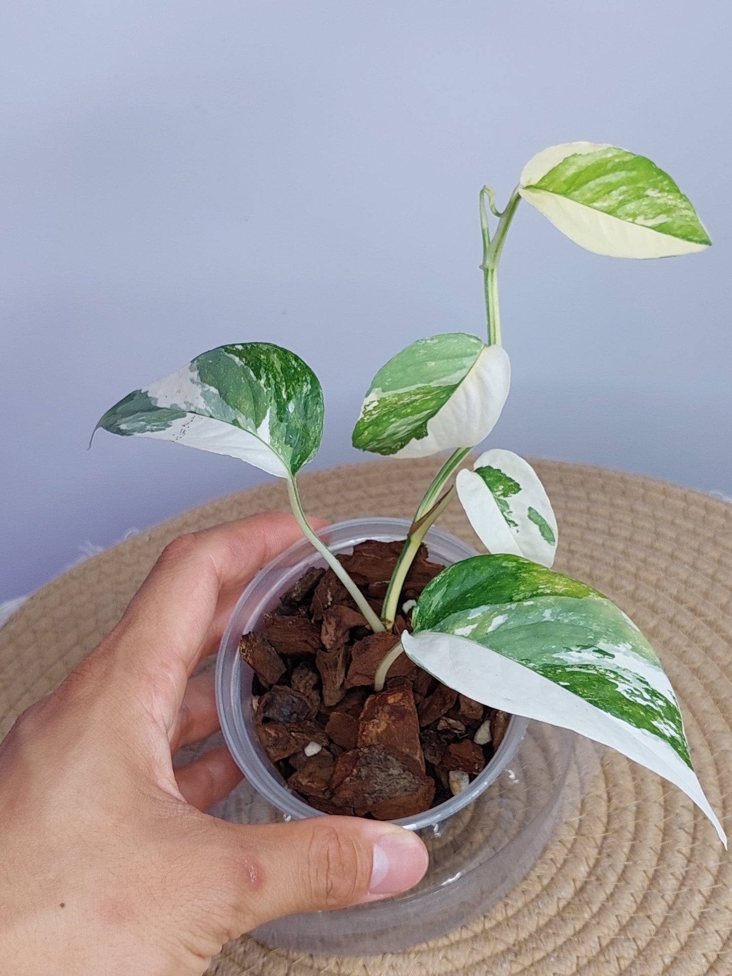 Epipremnum Pinnatum Albo 1