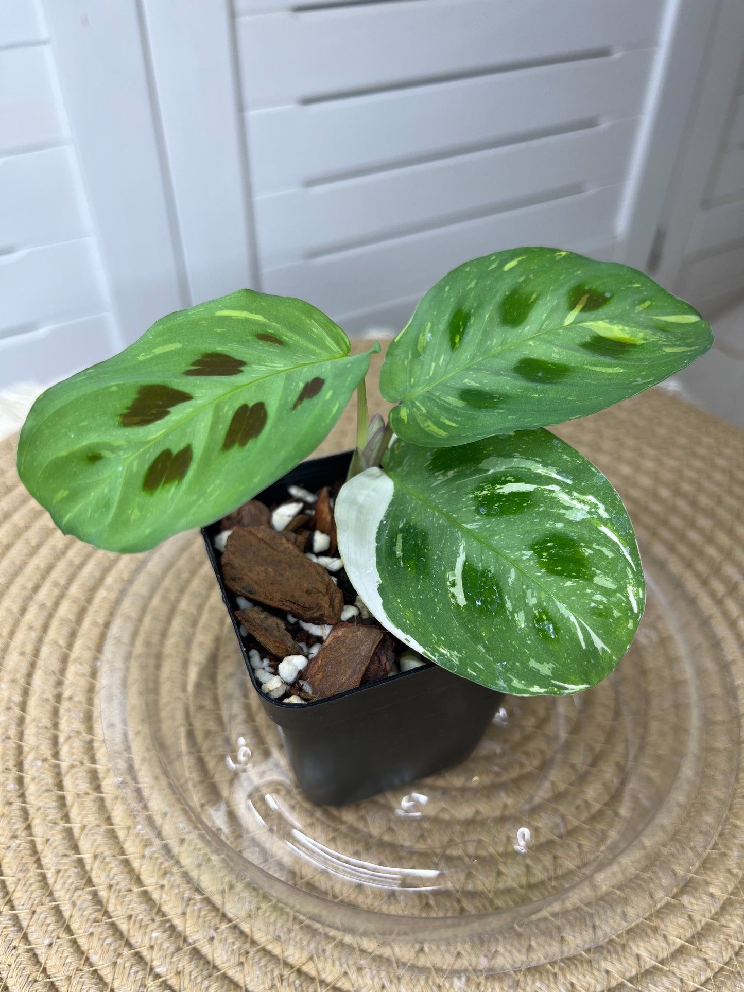 Prayer Plant(Maranta) Variegated #B