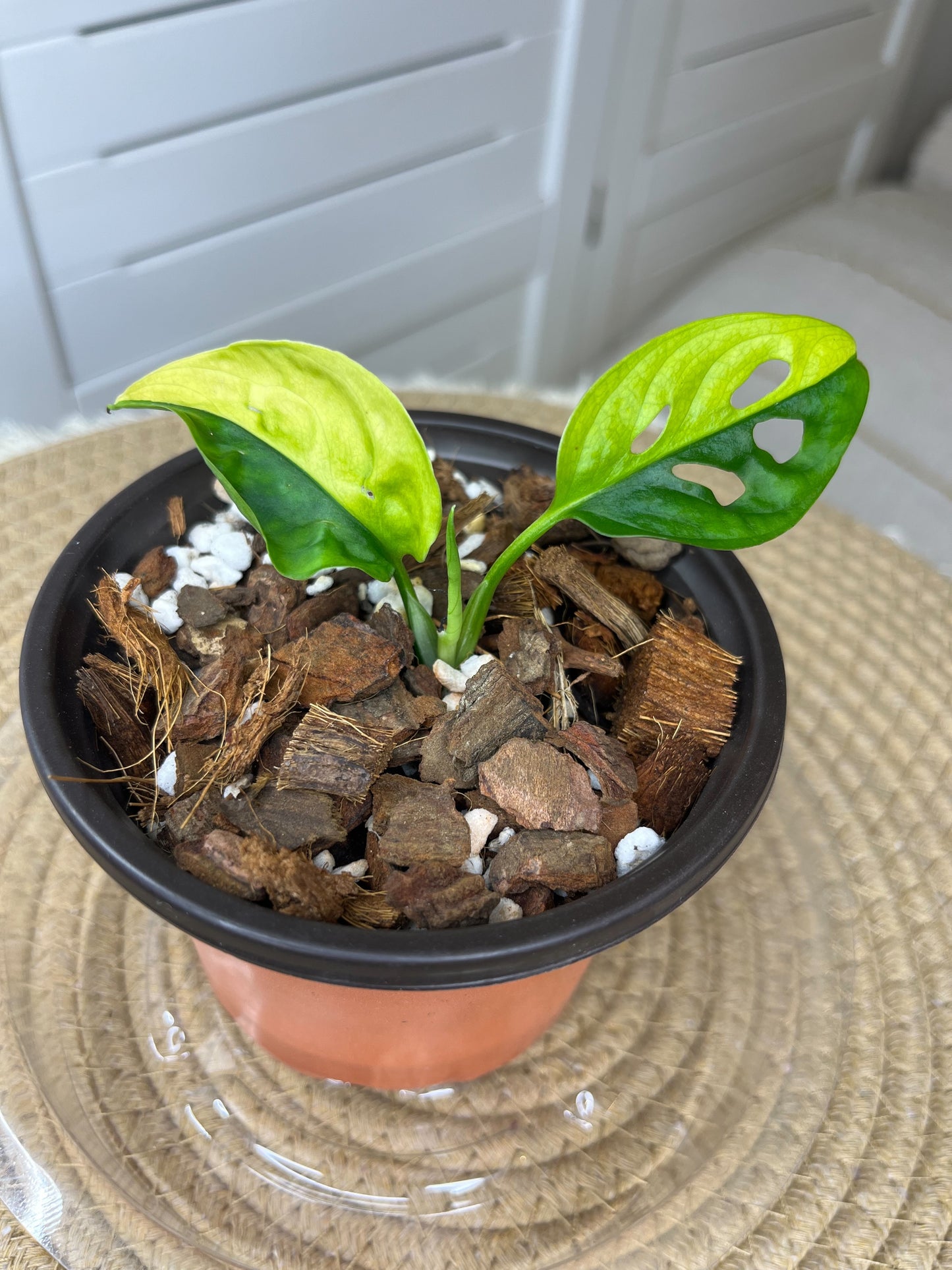 Monstera Monkey Mask Variegated Aurea (HALF MOON) #A