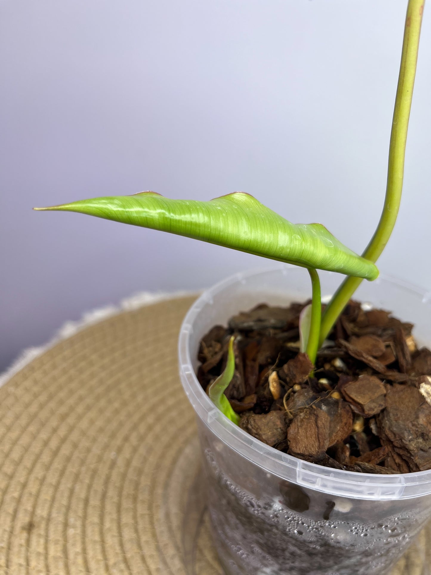 Philodendron Burle Marx variegated 1