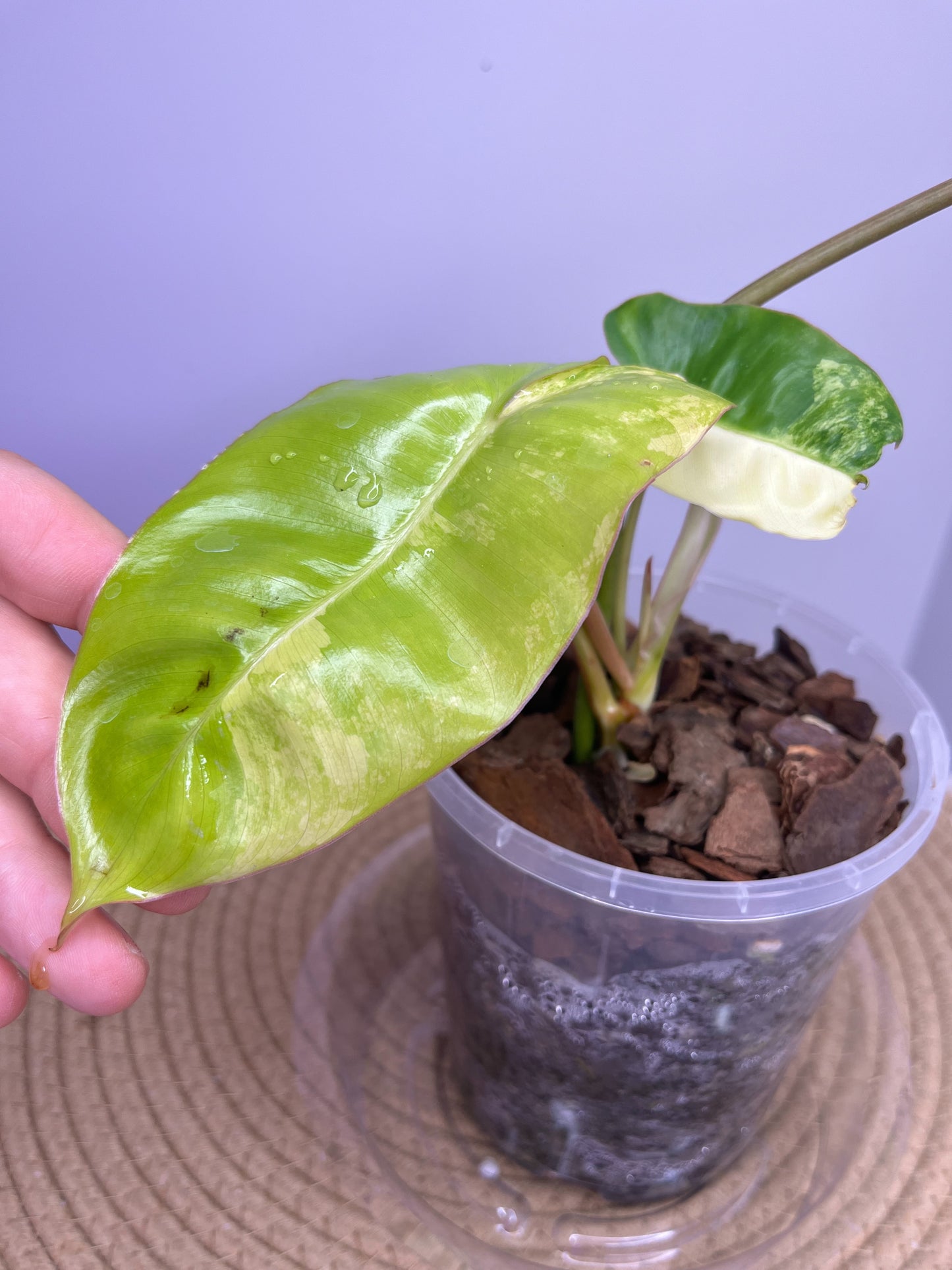 Philodendron Burle Marx variegated 2