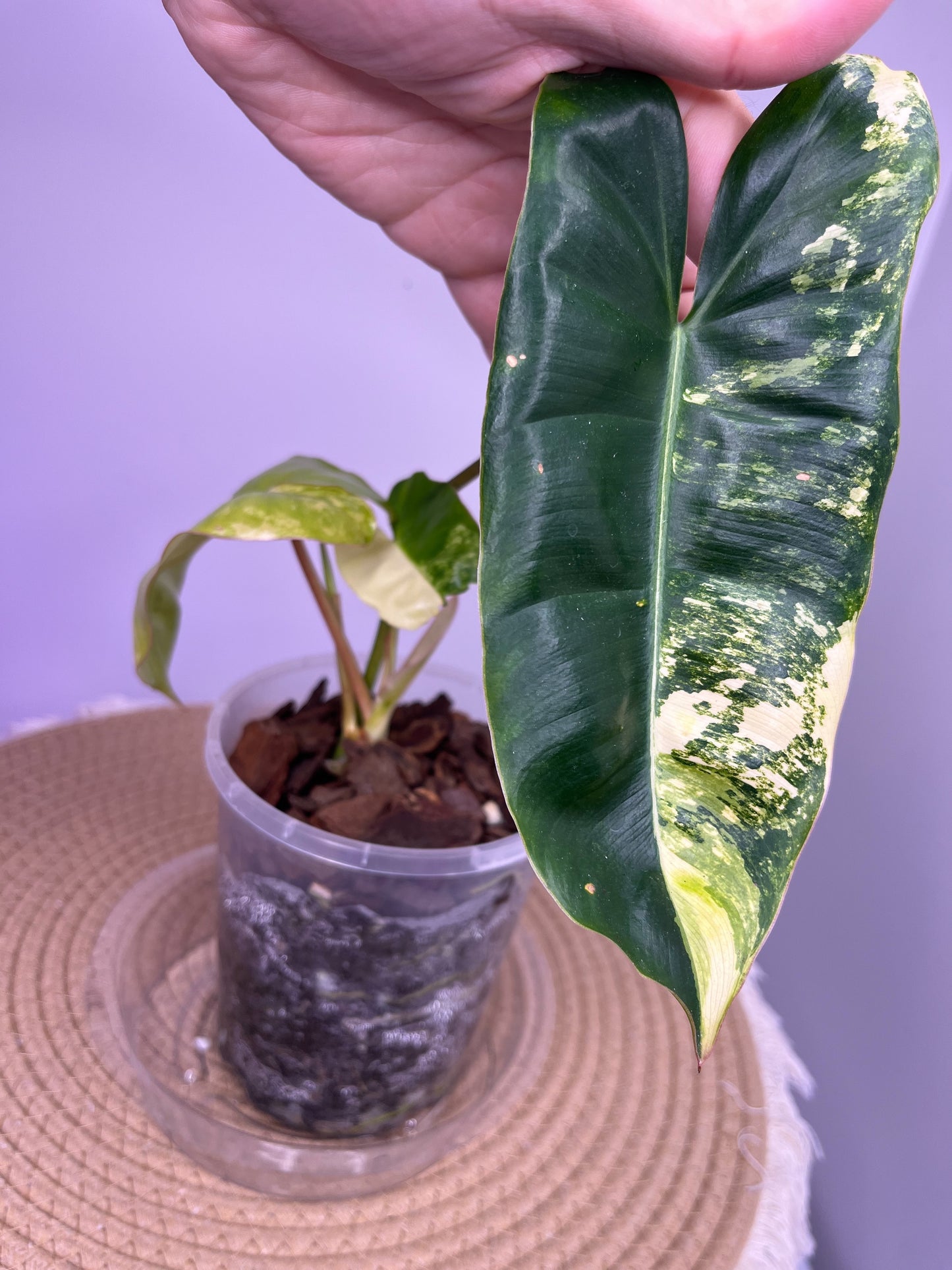 Philodendron Burle Marx variegated 2