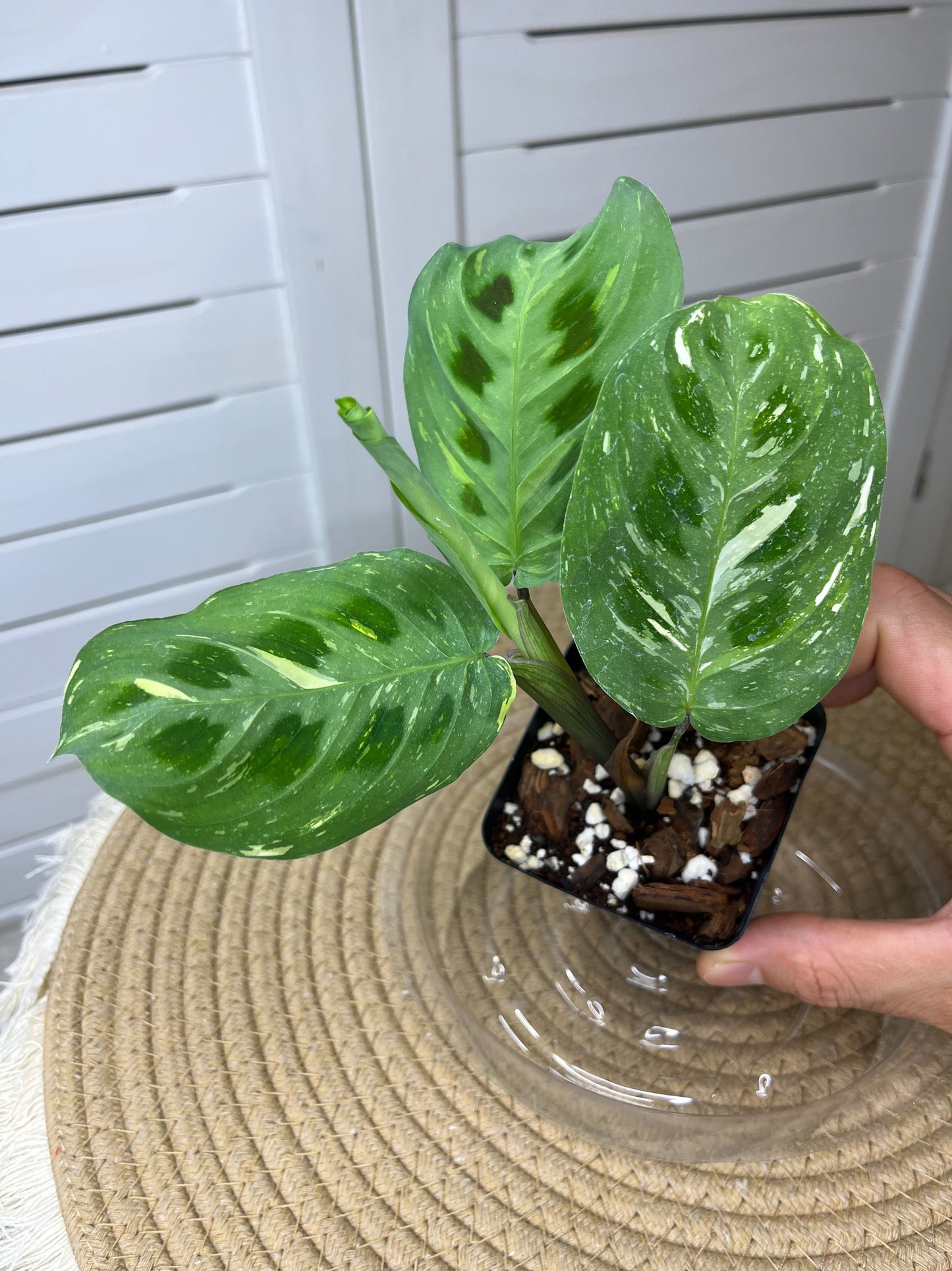Prayer Plant(Maranta) Variegated #C