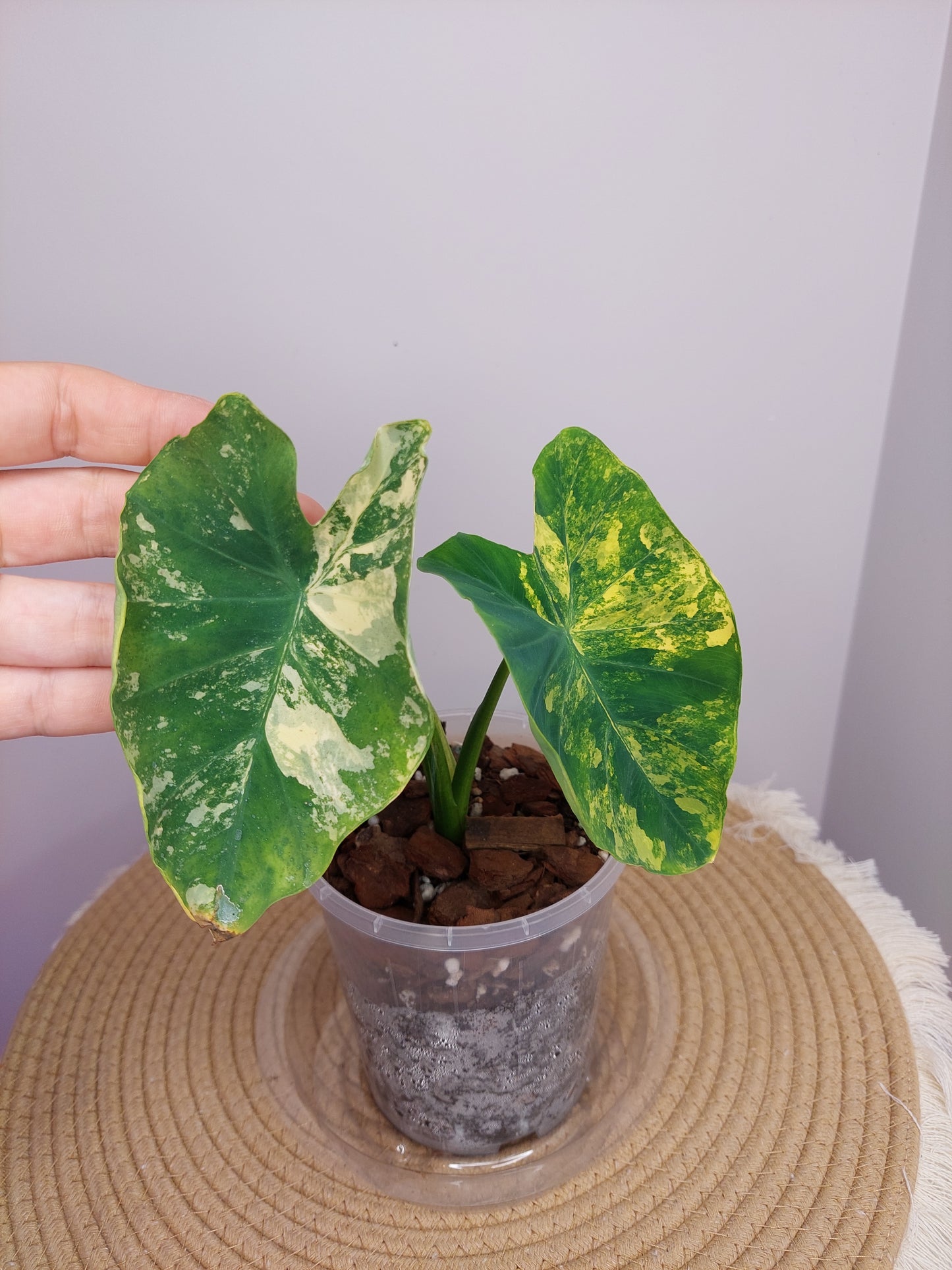 Colocasia Esculenta Yellow Splash Variegated 1