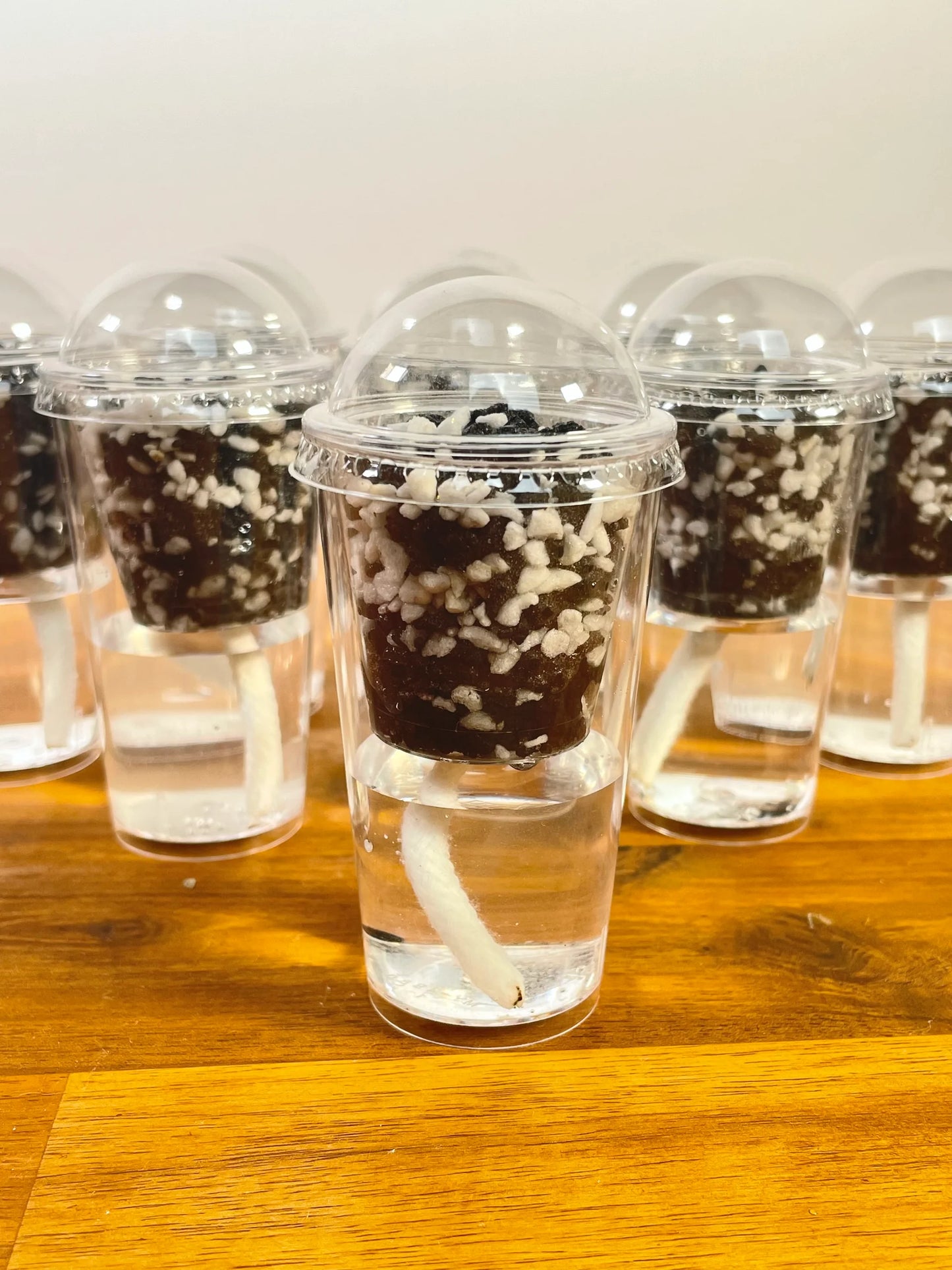 Alocasia Corm/Pup Cup Propagation Kit / The Rare Plantation