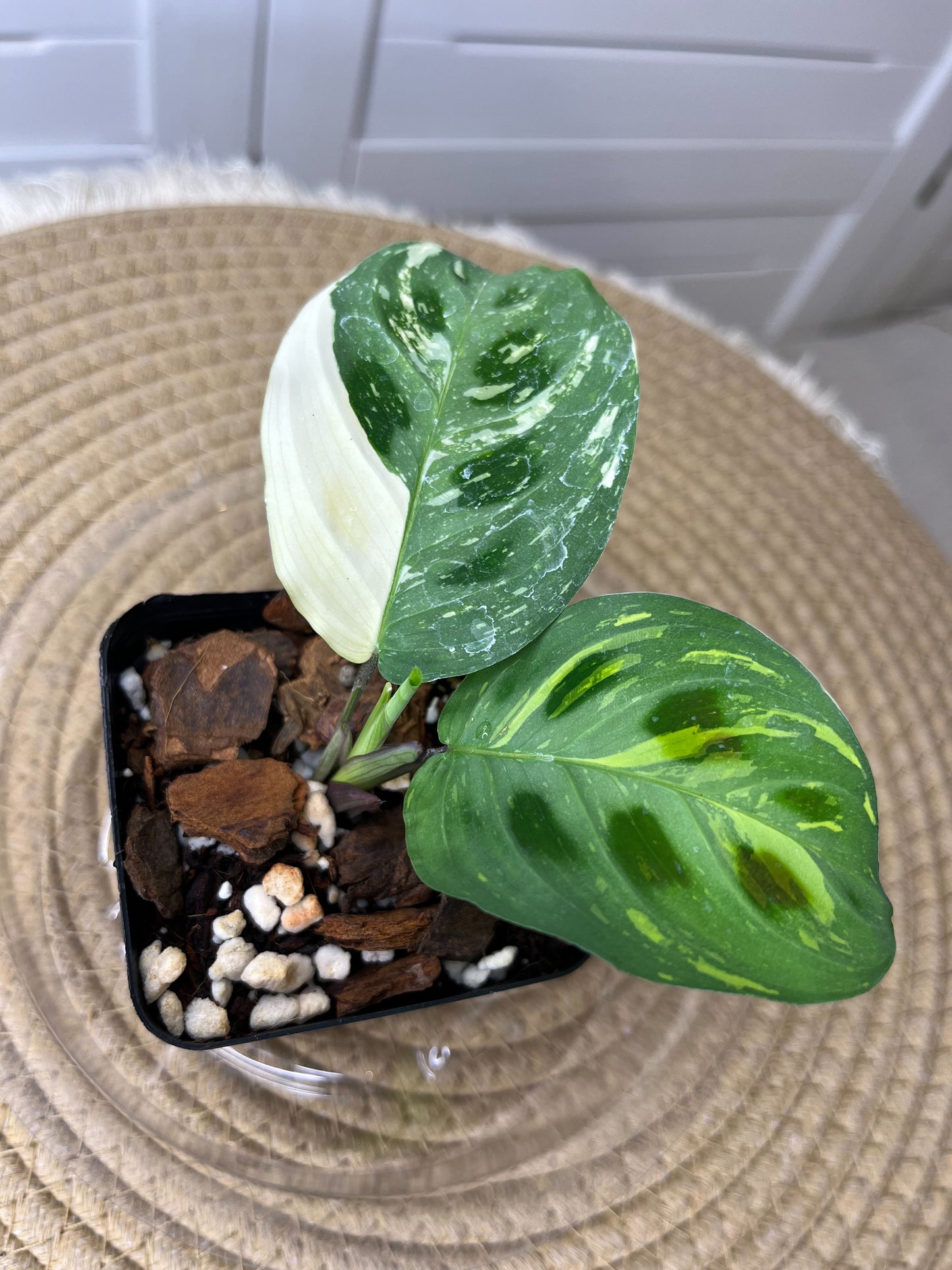 Prayer Plant(Maranta) Variegated #D
