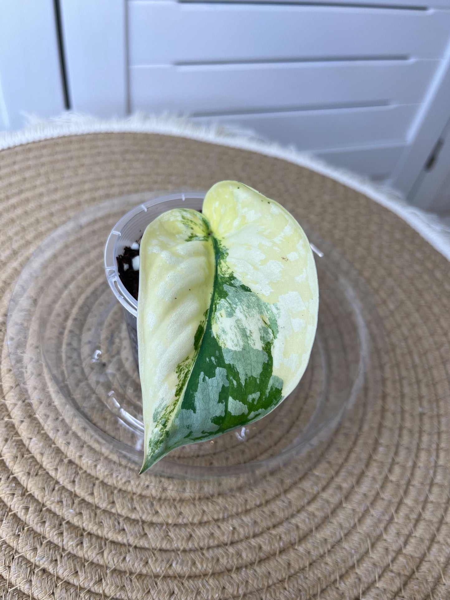 Scindapsus Exotica Variegated 1