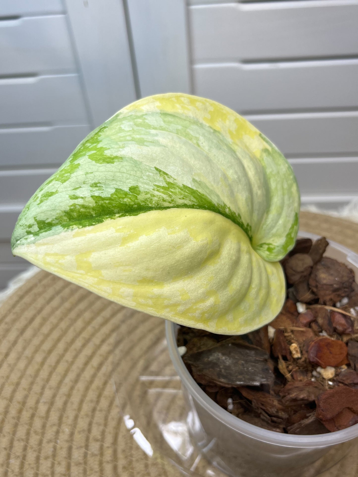 Scindapsus Exotica Variegated -1