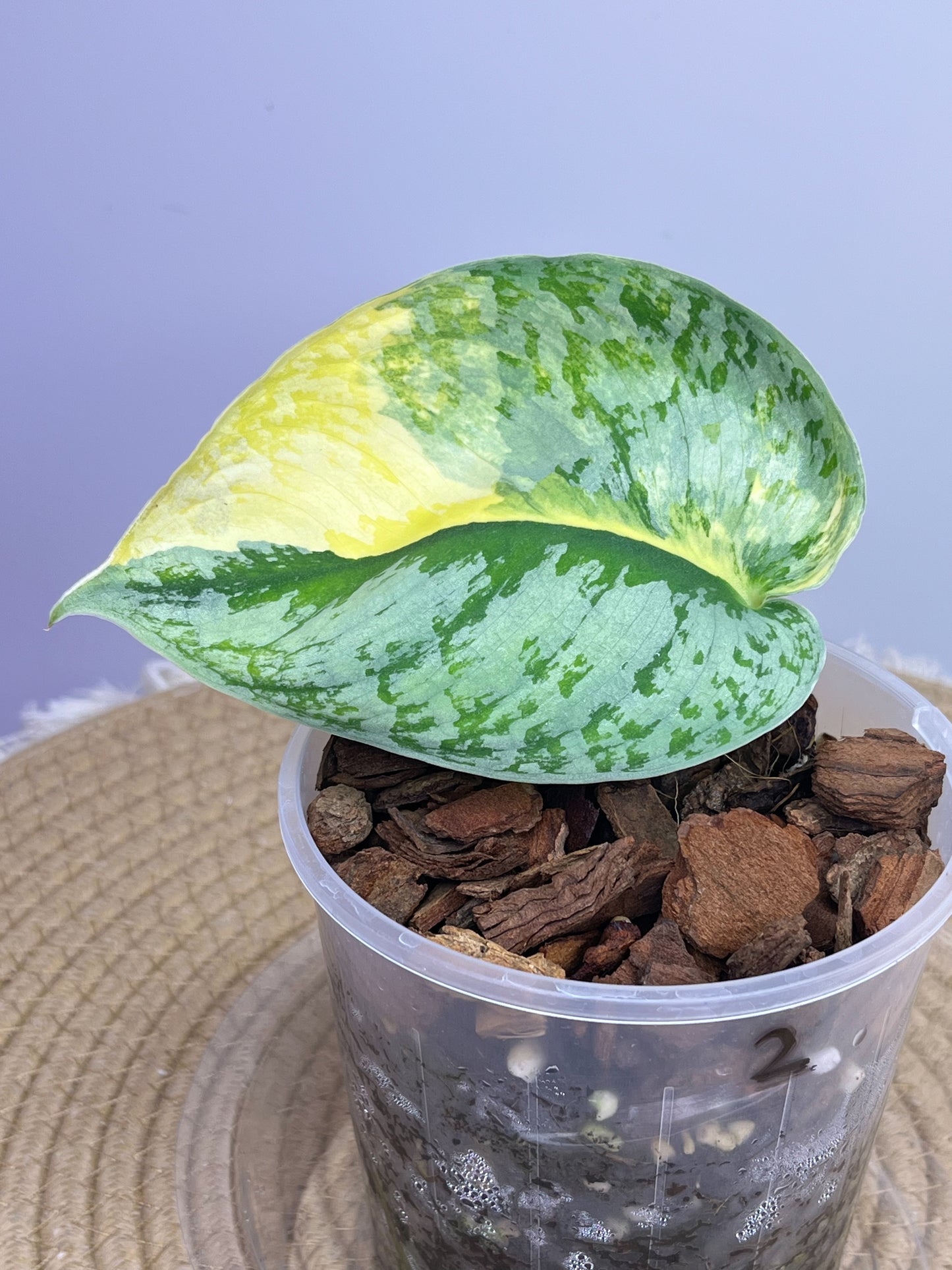 Scindapsus Exotica Variegated 2