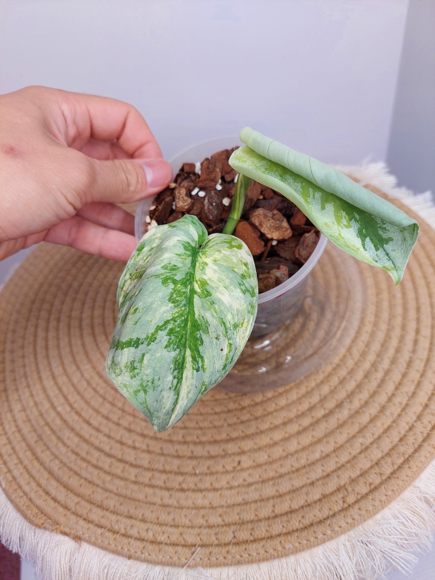 Scindapsus Exotica Variegated 2