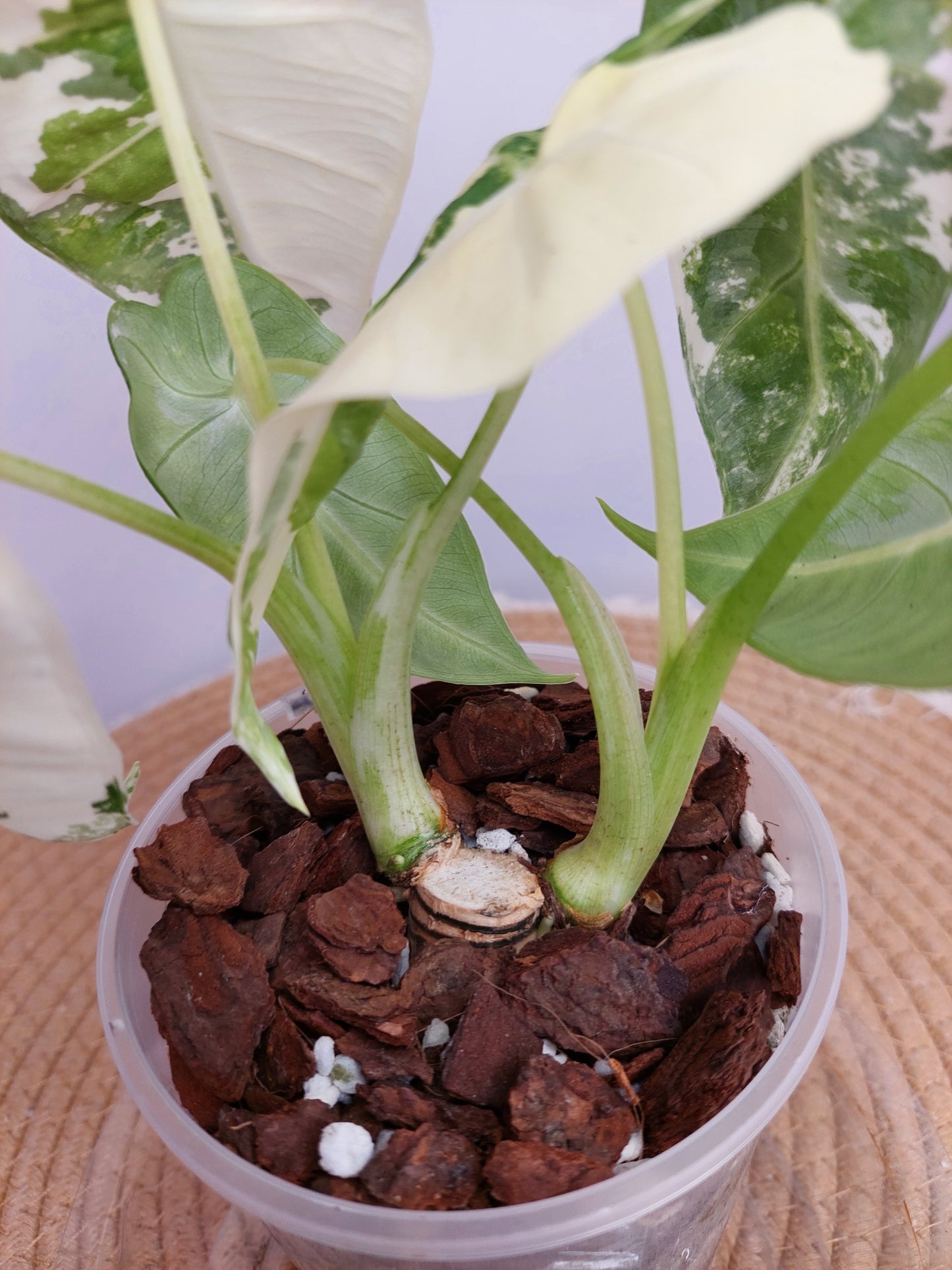 Alocasia Frydek Variegated 1 (2 Heads)