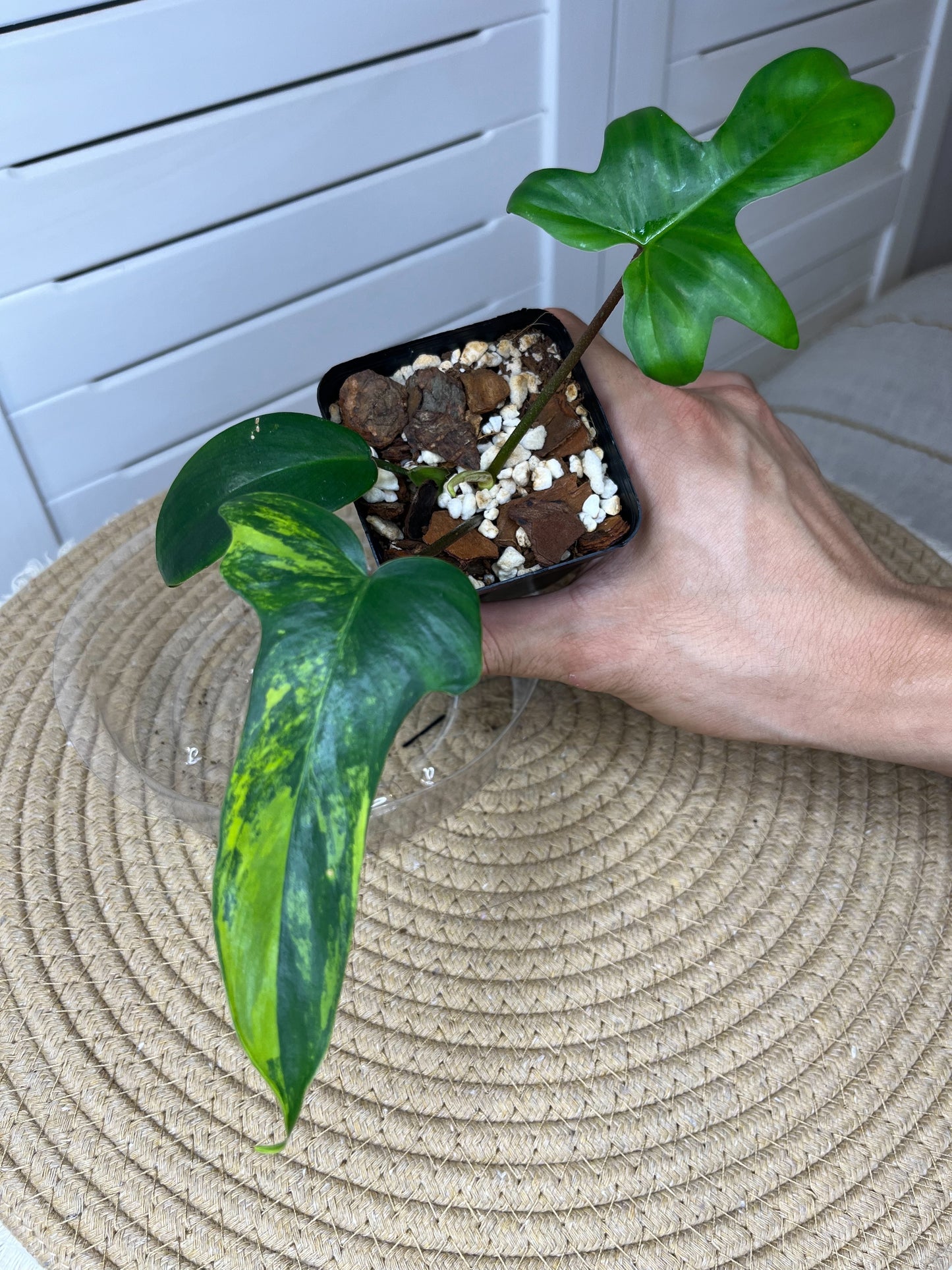 Philodendron Florida Beauty variegated (1)