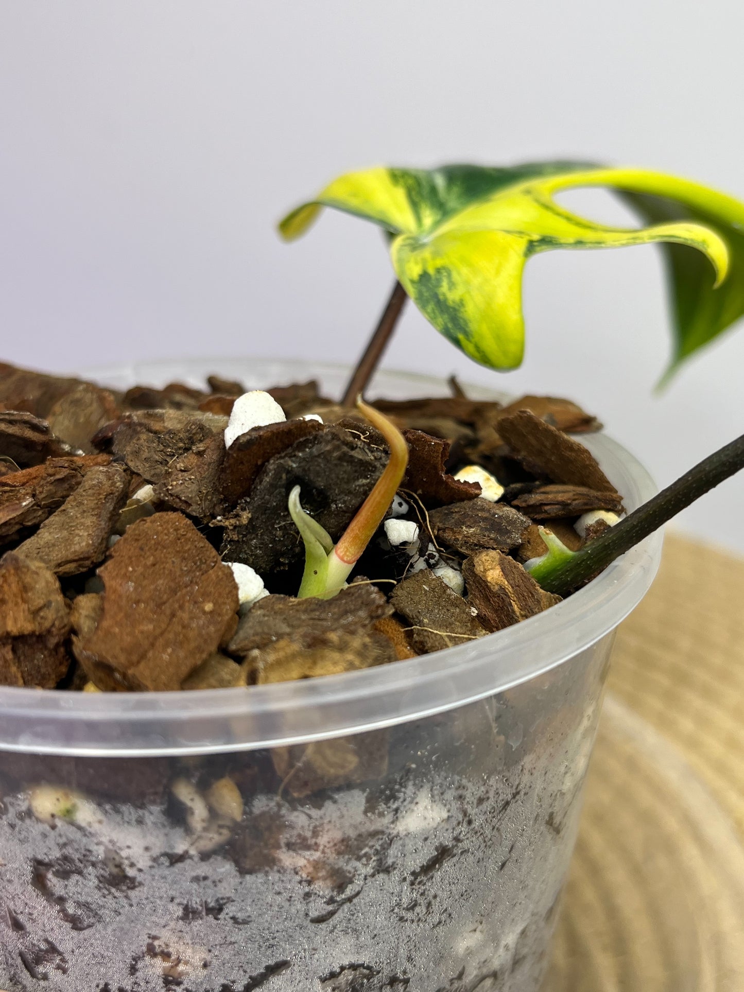 Philodendron Florida Beauty variegated 2