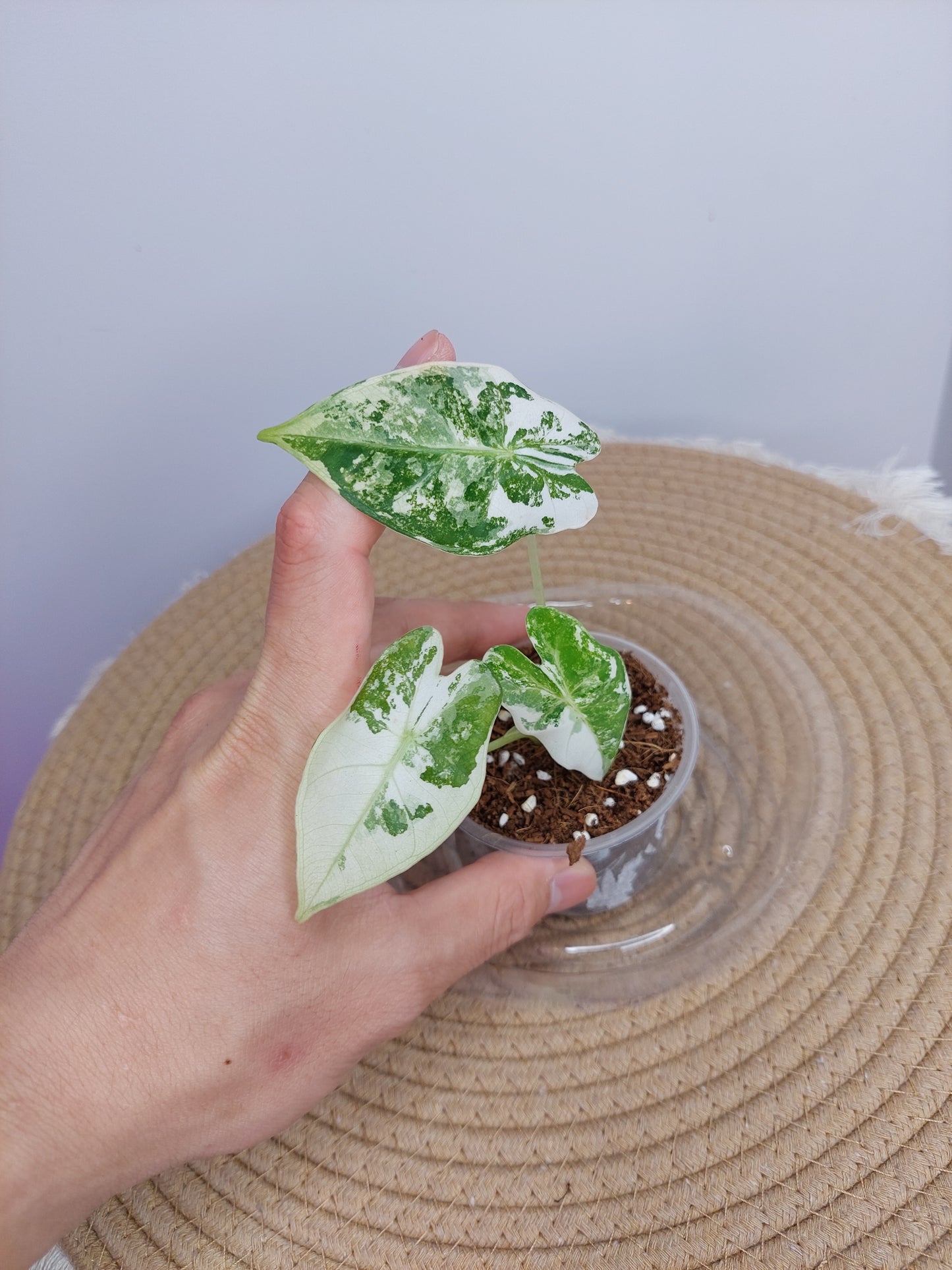 Alocasia Frydek Variegated (Smal) 2