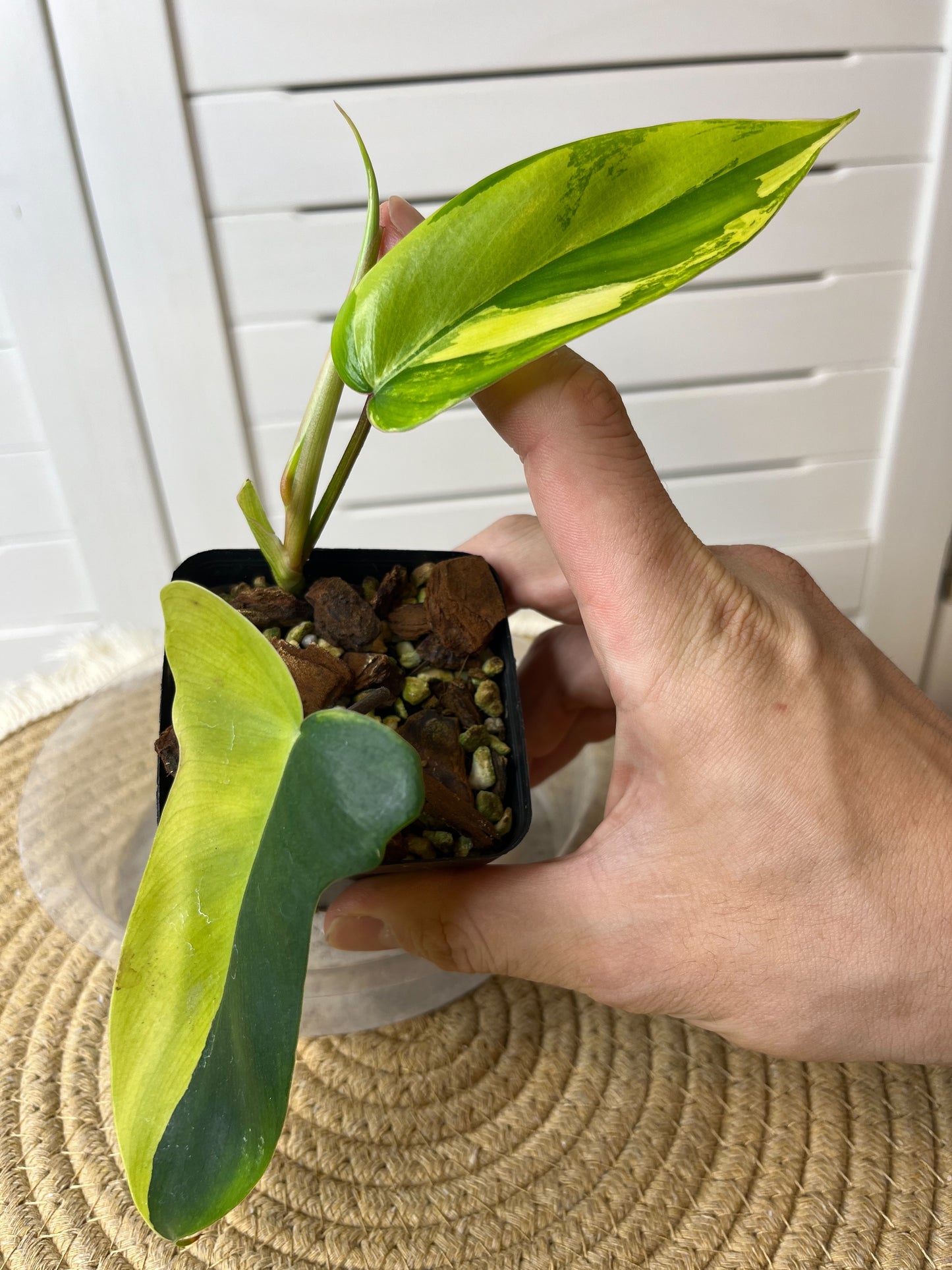 Philodendron Florida Beauty variegated #1