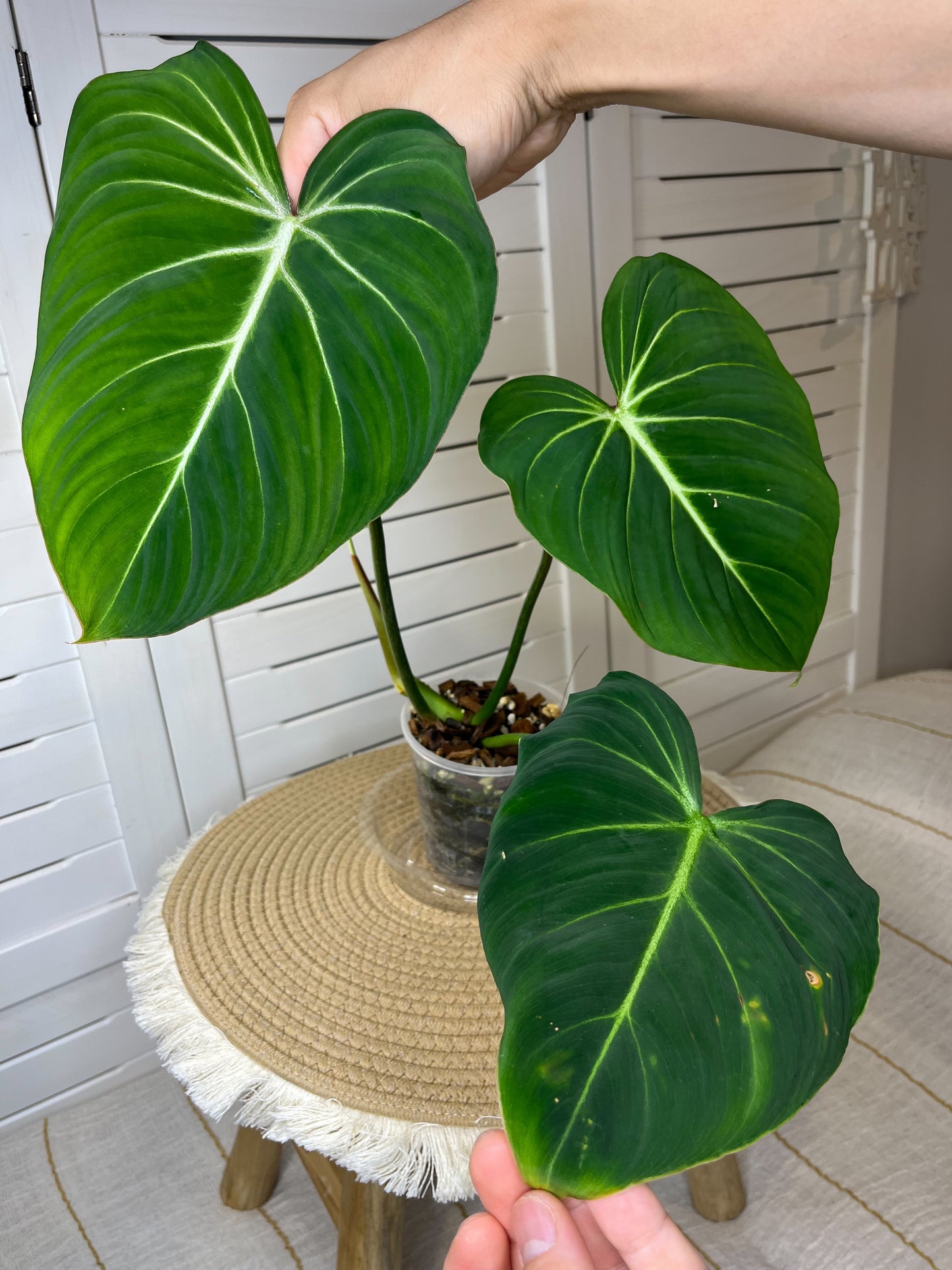 Philodendron Gloriosum (1)