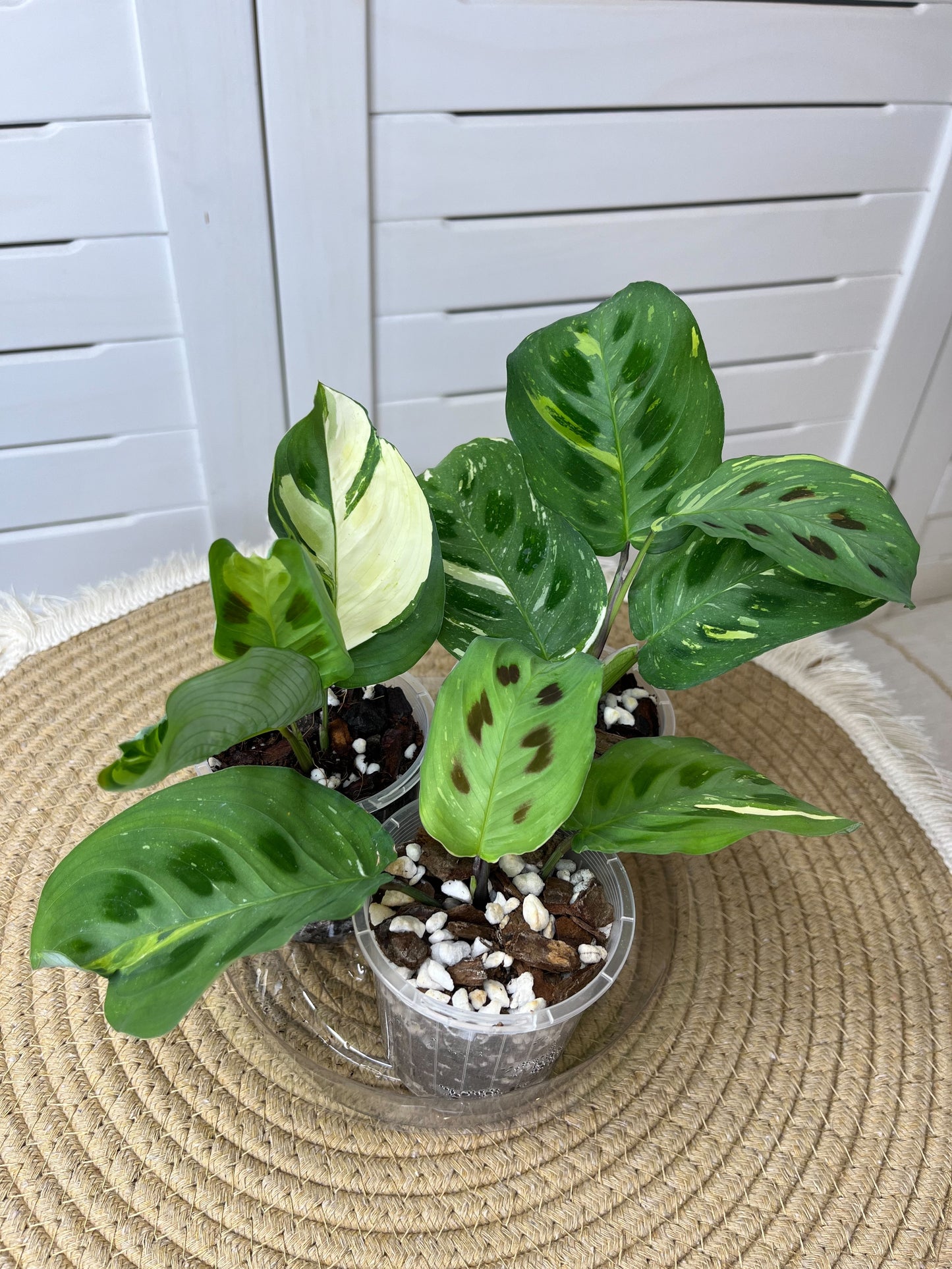 3 of Prayer Plant(Maranta) Variegated G2