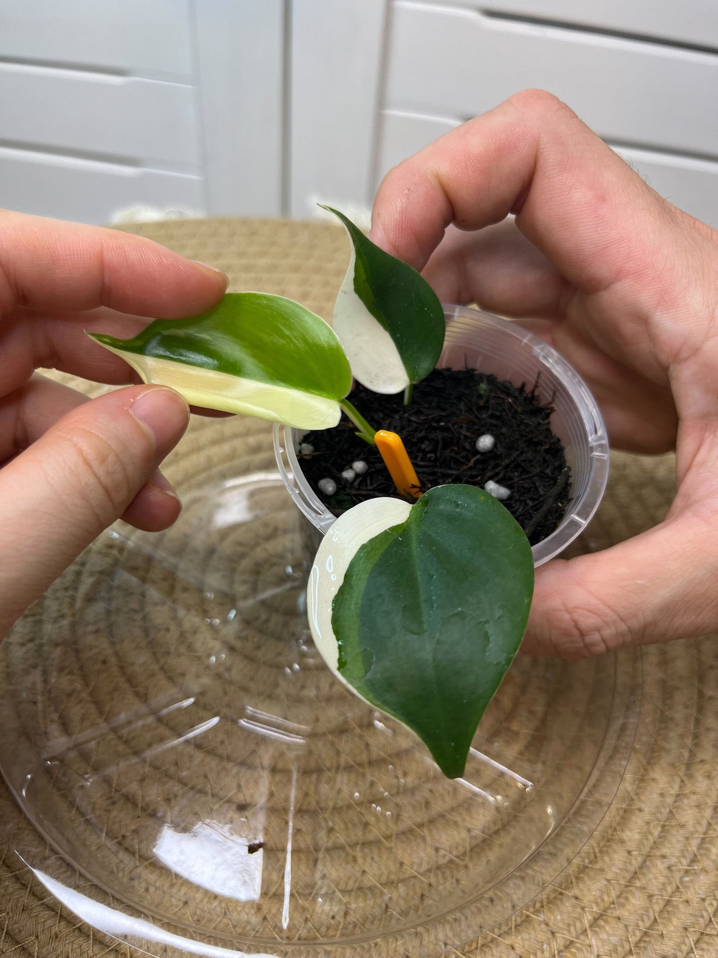 Philodendron Hederaceum(Heartleaf) ALBO Variegated -1