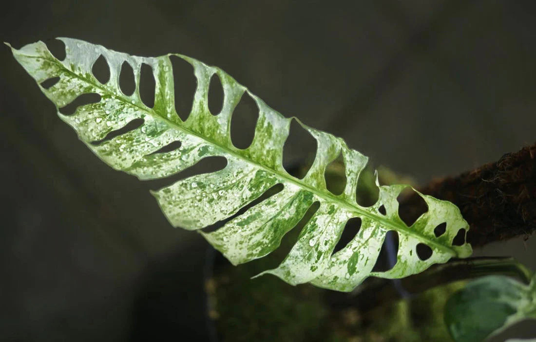 Epipremnum Pinnatum Bali Hanoman 5