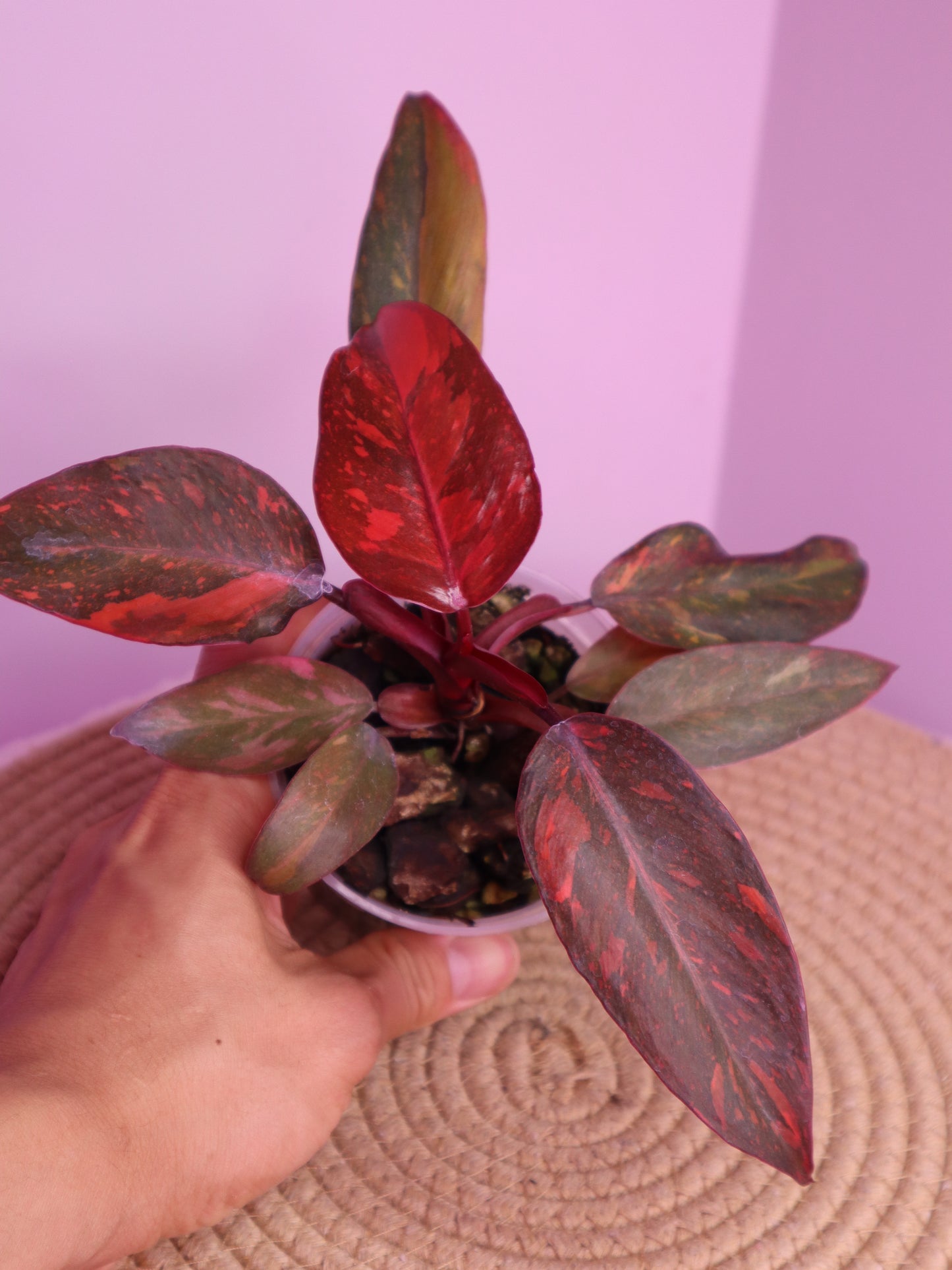 Philodendron Orange Princess Variegated 1
