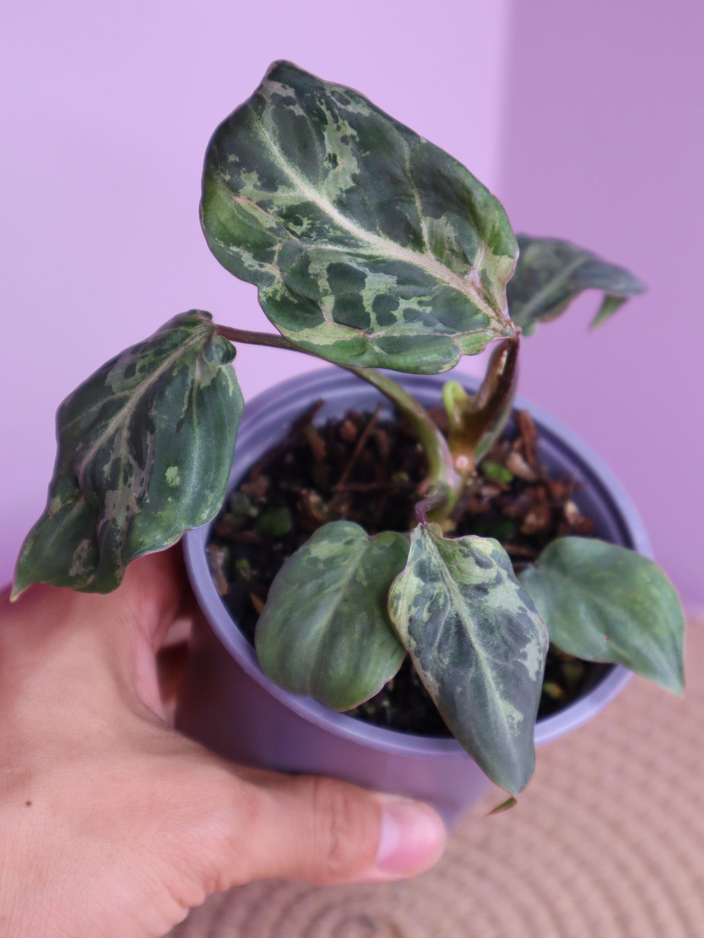 Philodendron Gloriosum Snow Leopard Variegated 2