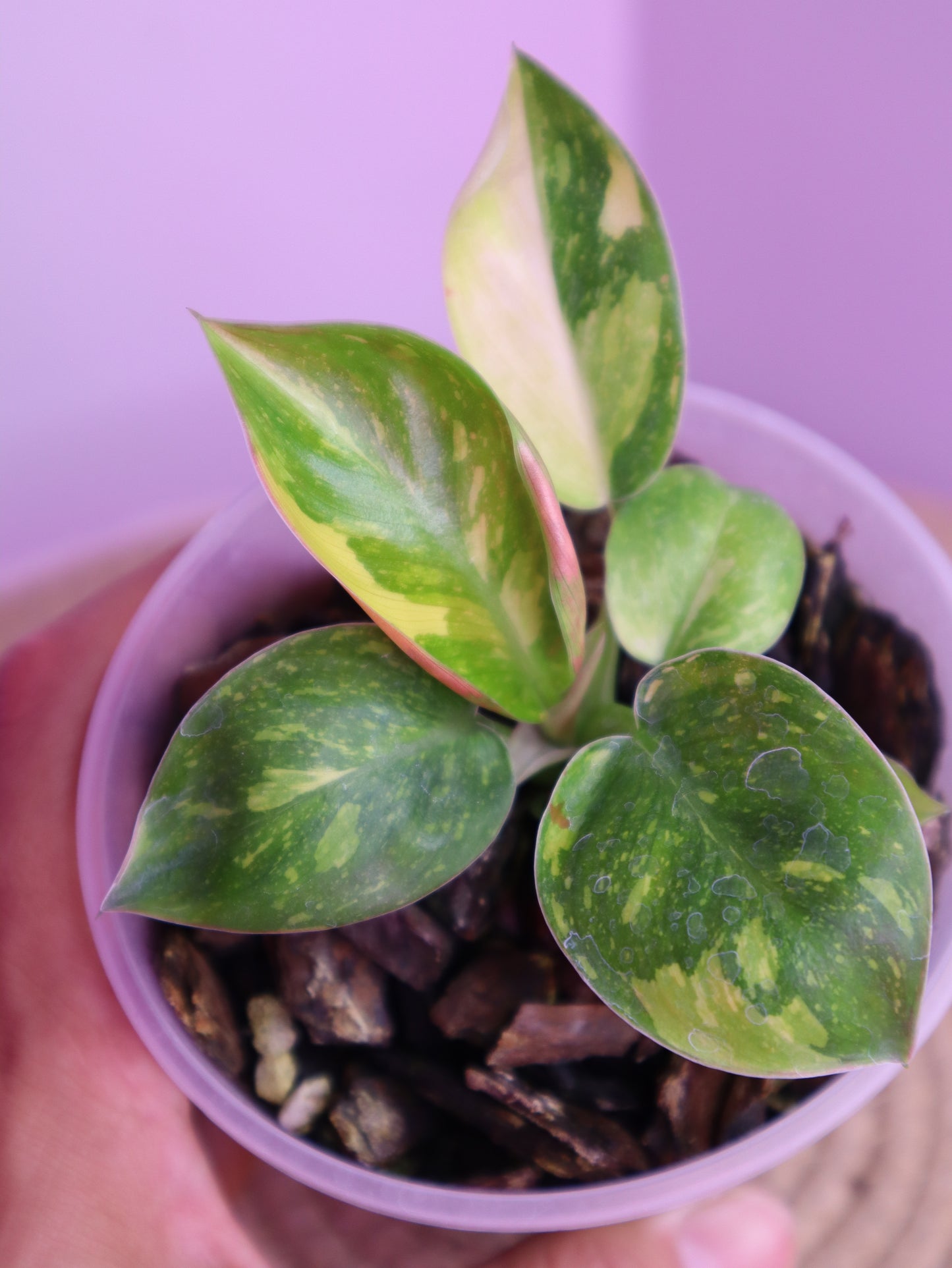 Philodendron Nuclear Congo 1