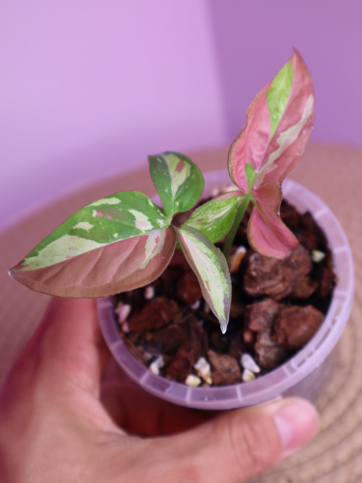 Syngonium Red Spot Tricolour 1