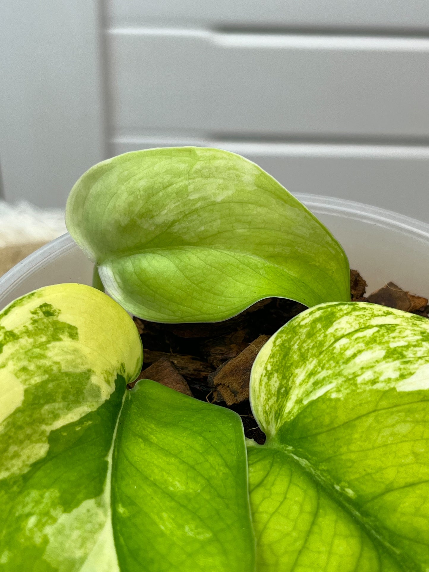 Scindapsus Jade Satin Variegated -1