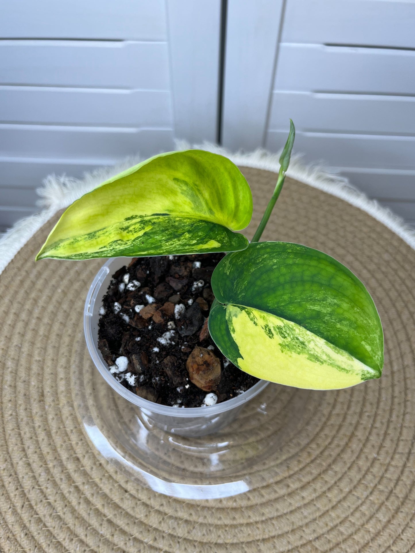 Scindapsus Jade Satin Variegated 1